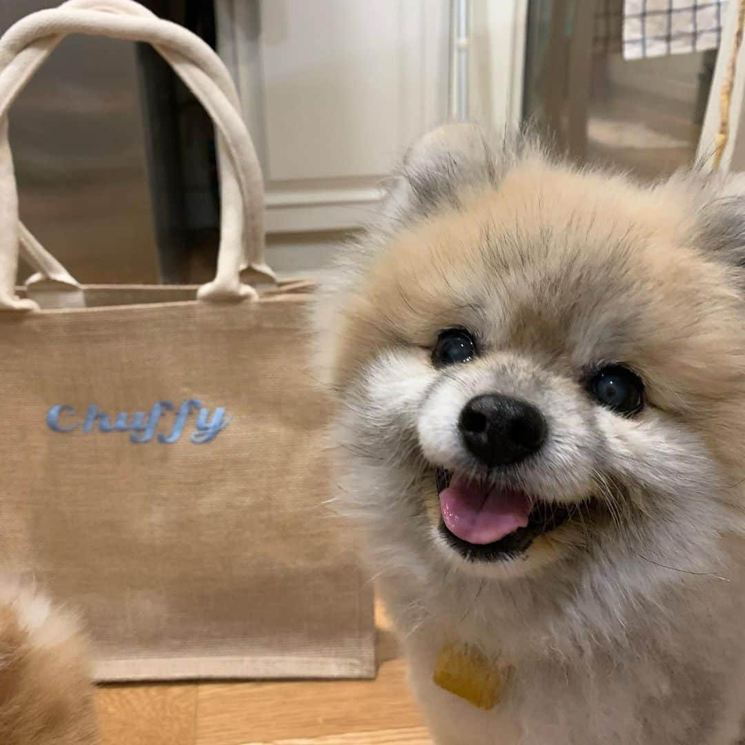 Ella Chuffyさんのインスタグラム写真 - (Ella ChuffyInstagram)「Chuffy got his bag too. 🛍CHUFFY🐶 #無印良品 . . . . . . . . . #ellachuffy #pet #petstagram #pomeranianpage #pomeraniansofinstagram #teacuppoms #cutedogs #pomeranian_lovers #pomeranianlife #pomeranianworld #teddybeardog #pomeranian #puppylove #aplacetolovedogs #dogoftheday #justpomeranians #fluffypack #dogoftheday #anmlsposts #thedailypompom #picoftheday #iflmdog #犬 #狗 #everydaydoglover  #pomeranianww #justpomeranians #mujithailand #mujijutemybag #jutebag」4月10日 0時01分 - missdiad