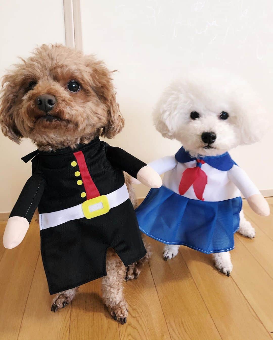 MIKAのインスタグラム：「🏫🌸 早く入学式行きたいって言うてます。  #dog #dogstagram #doglover #pet #toypoodle #poodle #トイプードル #トイプードル #トイプードル多頭飼い #トイプードル兄弟姉妹 #入学式」