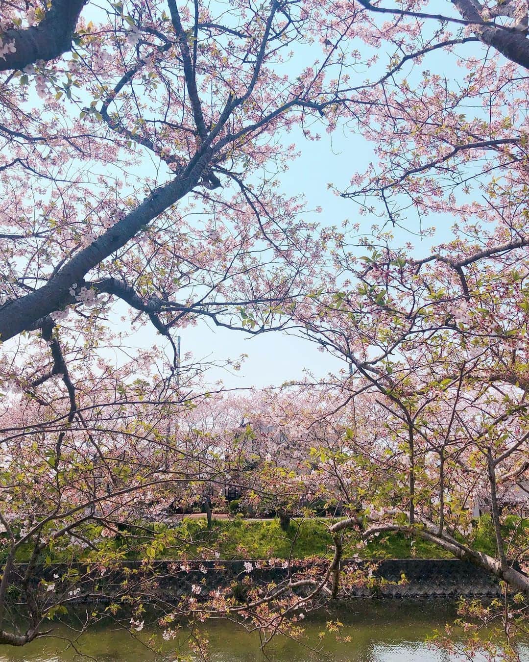 西本早希のインスタグラム：「・ 🚶‍♀️🌸 今年は もう 終わりかな」