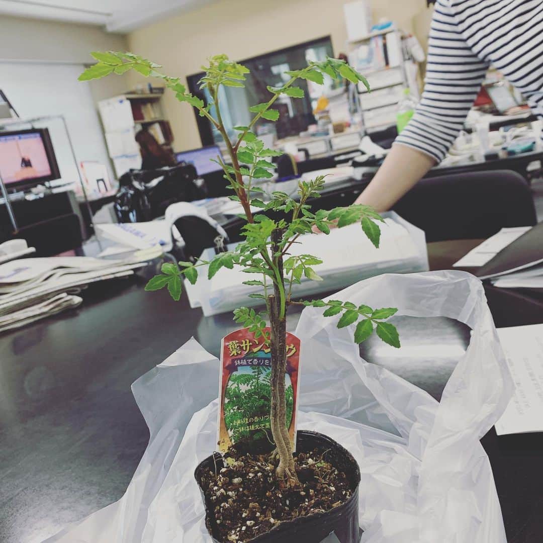 森夏子さんのインスタグラム写真 - (森夏子Instagram)「葉サンショウ❤️ 筍の木の芽和えかなぁ。。。 チラ見の腕はスタッフちゃん❤️ 今日はボーダー服が3人います🎽  しかし、スタッフルーム… 見せたらいかんね🙄  #ボーダー服おそろい  #fmkyoto  #αstation  #894 #葉サンショウ🌿  #鉢植え #木の芽和えが食べたい」4月9日 15時53分 - natsusora72