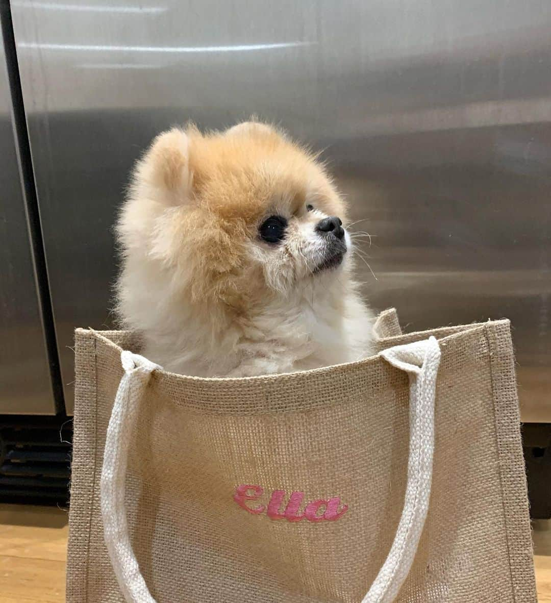 Ella Chuffyさんのインスタグラム写真 - (Ella ChuffyInstagram)「A bag with my name 🛍🧡🥰 a little happiness 🐾 . . . . . . . . . #ellachuffy #pet #petstagram #pomeranianpage #pomeraniansofinstagram #teacuppoms #cutedogs #pomeranian_lovers #pomeranianlife #pomeranianworld #teddybeardog #pomeranian #puppylove #aplacetolovedogs #dogoftheday #justpomeranians #fluffypack #dogoftheday #anmlsposts #thedailypompom #picoftheday #iflmdog #犬 #狗 #everydaydoglover  #pomeranianww #justpomeranians #muji #mujithailand #無印良品」4月9日 16時01分 - missdiad