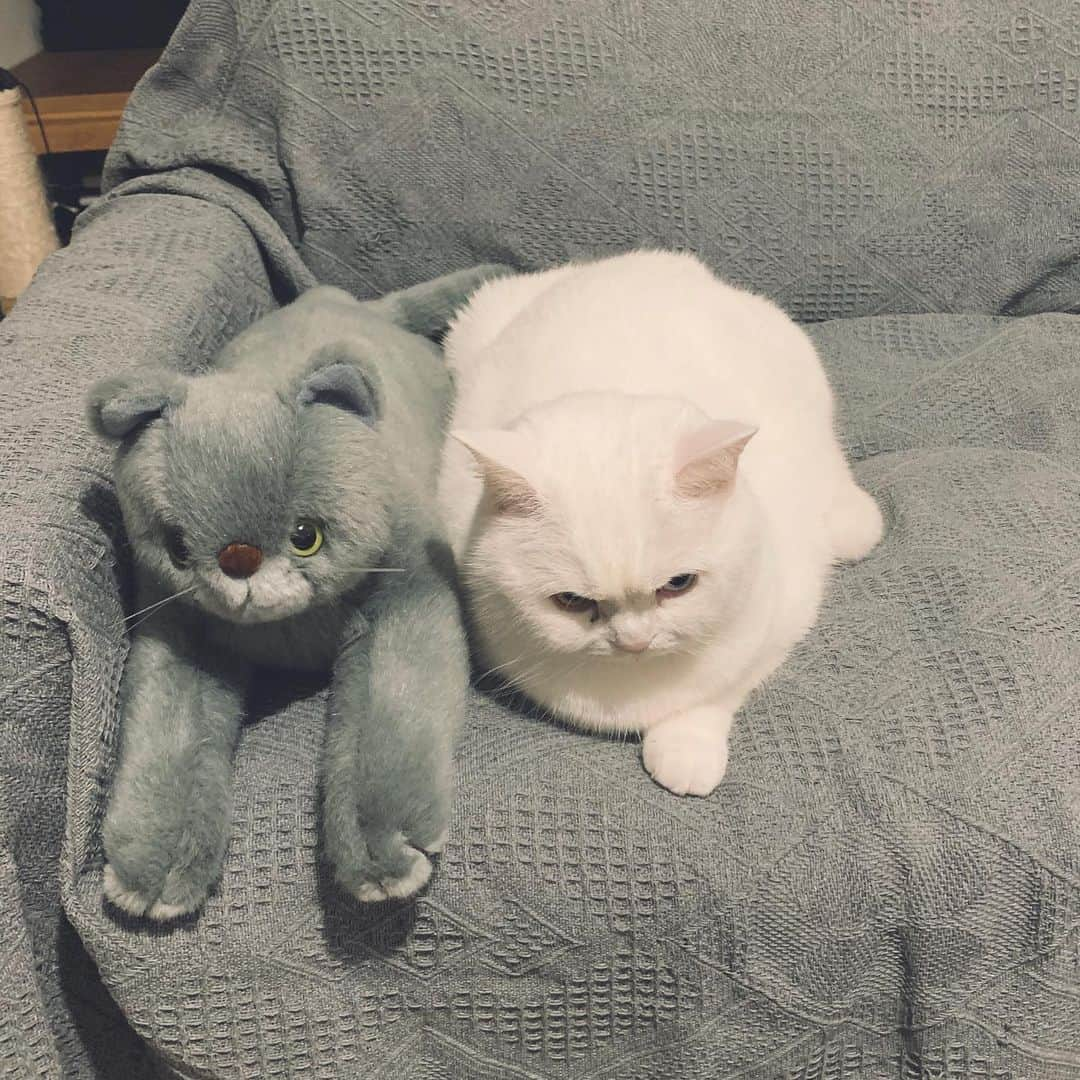 てふさんのインスタグラム写真 - (てふInstagram)「仲間意識 #otefucat」4月9日 16時23分 - cat_chouchou