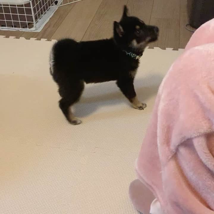 環奈（長沢菜々香の飼い犬）のインスタグラム：「しつけ② 〜お手成功編〜 おやつあげても手を出し続ける🙄 . . . .  #豆柴#柴犬#日本犬#黒柴#黒豆柴#まめしば#しばいぬ#しば#しばすたぐらむ #こいぬ #柴  #ここ柴部#柴子犬 #shibalove #mameshiba #kuroshiba #shibainu #shiba #shibadog #shibastagram #shibastyle」