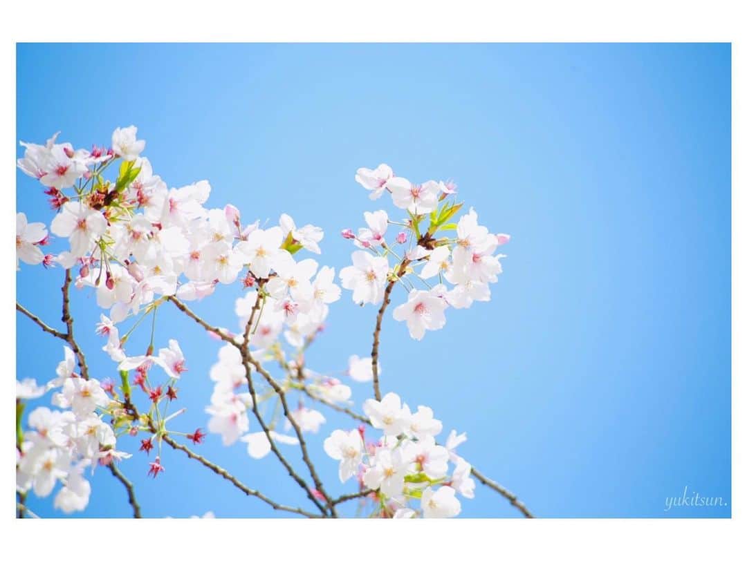 東由樹さんのインスタグラム写真 - (東由樹Instagram)「﻿ ﻿ ﻿ ﻿ ﻿ ﻿ ﻿ 春らしいかわいいメイクがしたくて﻿ アカリさんプロデュース #BIDOL のコスメを使って﻿ 満開な桜をイメージしてやってみたよ〜🌸﻿ ﻿ ﻿ ﻿ ﻿ アイシャドウは02 #駆け引きのピンク﻿ ﻿ ﻿ 目頭から目尻にかけて桜が咲いてるのをイメージして﻿ まず、パレット右下をアイホール全体に入れて﻿ 次にパレット右上の濃い色を目頭にささっと入れます﻿ 次にパレット左上の薄い色を真ん中から目尻にかけて﻿ 目頭に入れた濃い色との境目を馴染ませながら﻿ 目尻には少し重ねて濃く入れるのが私的ポイントです☺️﻿ ﻿ ﻿ 明るく咲いてるのをイメージしていたので﻿ この時は少しオーバー目にパレット右下を﻿ 最初より少し濃いめにアイホール全体に🌸﻿ ﻿ ﻿ ﻿ 次に涙袋は、黒目部分の内から外へ﻿ パレット左下をキラキラキラキラキラキラと﻿ 重ねに重ねて華やかにします☺️﻿ 目頭と目尻部分にはパレット右下をささっと♪﻿ ﻿ ﻿ ﻿ アイラインは目尻に少しだけ。﻿ マスカラは桜の雄蕊をイメージする感じ😳！﻿ 色はどちらもピンクを使ってます♡﻿ ﻿ ﻿ これでアイメイクは完成です☺️🌸﻿ ﻿ ﻿ ﻿ ﻿ リップは限定の101 #むちゅうGLITTER を﻿ 上唇と下唇の中心にちょこんと塗ります🤍﻿ その上から唇全体に05 #やきもちPINK を重ねます﻿ ﻿ ﻿ これでリップも完成です😚🌸﻿ ﻿ ﻿ ﻿ チークも普段より少し濃くしてみたり﻿ ハイライトはピンクっぽい色味を選んだり﻿ 私なりの桜をイメージしたメイクでした🥺🌸﻿ ﻿ ﻿ ﻿ ﻿ #おうち時間 を使っていつもより﻿ ゆっくりと丁寧に時間をかけてメイクしたよ😊﻿ 今回は細かく私なりのメイクの仕方も🌸どうかな？﻿ BIDOLのアイシャドウパレットは1つあれば﻿ 1色でも混ぜても幅広く変身出来ちゃう有能さん🥺﻿ ﻿ ﻿ ﻿ 最後にアイシャドウパレットの画像載せてます！﻿ それを参考に良かったら是非﻿ 真似してやってみて下さいませ〜🙄😳🌸﻿ ﻿ ﻿ ﻿ ﻿ ﻿ #BIDOL#アカリンパレット#アカリップ﻿ #春メイク#ピンクメイク#桜#さくら﻿ #おうちメイク#おうち研究瞳 ☺️🌸﻿ #bidol#ビーアイドル#アイシャドウ#リップ﻿ #stayhome#pink#cherryblossom」4月9日 17時03分 - yukitsun_0217