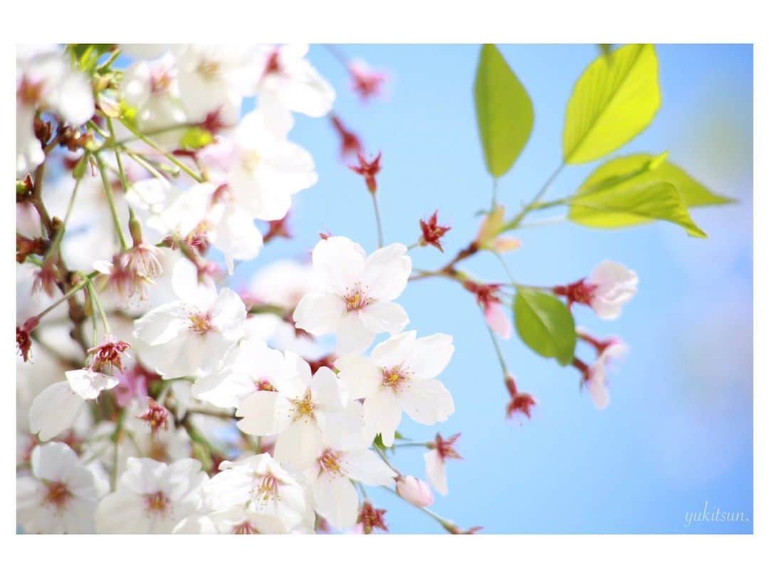 東由樹さんのインスタグラム写真 - (東由樹Instagram)「﻿ ﻿ ﻿ ﻿ ﻿ ﻿ ﻿ 春らしいかわいいメイクがしたくて﻿ アカリさんプロデュース #BIDOL のコスメを使って﻿ 満開な桜をイメージしてやってみたよ〜🌸﻿ ﻿ ﻿ ﻿ ﻿ アイシャドウは02 #駆け引きのピンク﻿ ﻿ ﻿ 目頭から目尻にかけて桜が咲いてるのをイメージして﻿ まず、パレット右下をアイホール全体に入れて﻿ 次にパレット右上の濃い色を目頭にささっと入れます﻿ 次にパレット左上の薄い色を真ん中から目尻にかけて﻿ 目頭に入れた濃い色との境目を馴染ませながら﻿ 目尻には少し重ねて濃く入れるのが私的ポイントです☺️﻿ ﻿ ﻿ 明るく咲いてるのをイメージしていたので﻿ この時は少しオーバー目にパレット右下を﻿ 最初より少し濃いめにアイホール全体に🌸﻿ ﻿ ﻿ ﻿ 次に涙袋は、黒目部分の内から外へ﻿ パレット左下をキラキラキラキラキラキラと﻿ 重ねに重ねて華やかにします☺️﻿ 目頭と目尻部分にはパレット右下をささっと♪﻿ ﻿ ﻿ ﻿ アイラインは目尻に少しだけ。﻿ マスカラは桜の雄蕊をイメージする感じ😳！﻿ 色はどちらもピンクを使ってます♡﻿ ﻿ ﻿ これでアイメイクは完成です☺️🌸﻿ ﻿ ﻿ ﻿ ﻿ リップは限定の101 #むちゅうGLITTER を﻿ 上唇と下唇の中心にちょこんと塗ります🤍﻿ その上から唇全体に05 #やきもちPINK を重ねます﻿ ﻿ ﻿ これでリップも完成です😚🌸﻿ ﻿ ﻿ ﻿ チークも普段より少し濃くしてみたり﻿ ハイライトはピンクっぽい色味を選んだり﻿ 私なりの桜をイメージしたメイクでした🥺🌸﻿ ﻿ ﻿ ﻿ ﻿ #おうち時間 を使っていつもより﻿ ゆっくりと丁寧に時間をかけてメイクしたよ😊﻿ 今回は細かく私なりのメイクの仕方も🌸どうかな？﻿ BIDOLのアイシャドウパレットは1つあれば﻿ 1色でも混ぜても幅広く変身出来ちゃう有能さん🥺﻿ ﻿ ﻿ ﻿ 最後にアイシャドウパレットの画像載せてます！﻿ それを参考に良かったら是非﻿ 真似してやってみて下さいませ〜🙄😳🌸﻿ ﻿ ﻿ ﻿ ﻿ ﻿ #BIDOL#アカリンパレット#アカリップ﻿ #春メイク#ピンクメイク#桜#さくら﻿ #おうちメイク#おうち研究瞳 ☺️🌸﻿ #bidol#ビーアイドル#アイシャドウ#リップ﻿ #stayhome#pink#cherryblossom」4月9日 17時03分 - yukitsun_0217