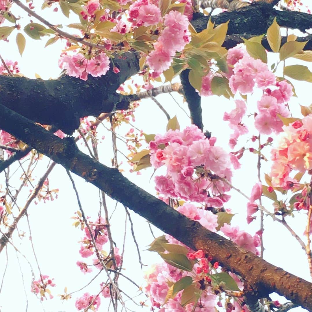 ヤマト（はやぶさ）のインスタグラム：「#はやぶさ　#八重桜　#春　#心穏やかに」