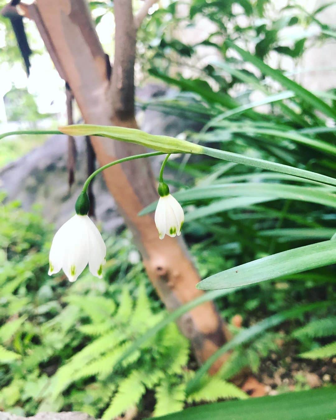 新倉瞳さんのインスタグラム写真 - (新倉瞳Instagram)「りんりんりりんりんりんりりんりん  父が一生懸命手入れしてくれている 我が家の猫の額のような庭でも  ひっそりと音楽が咲いてます  庭の音楽会なう  #stayhome #snowflake #garden」4月9日 17時34分 - hitominiikura