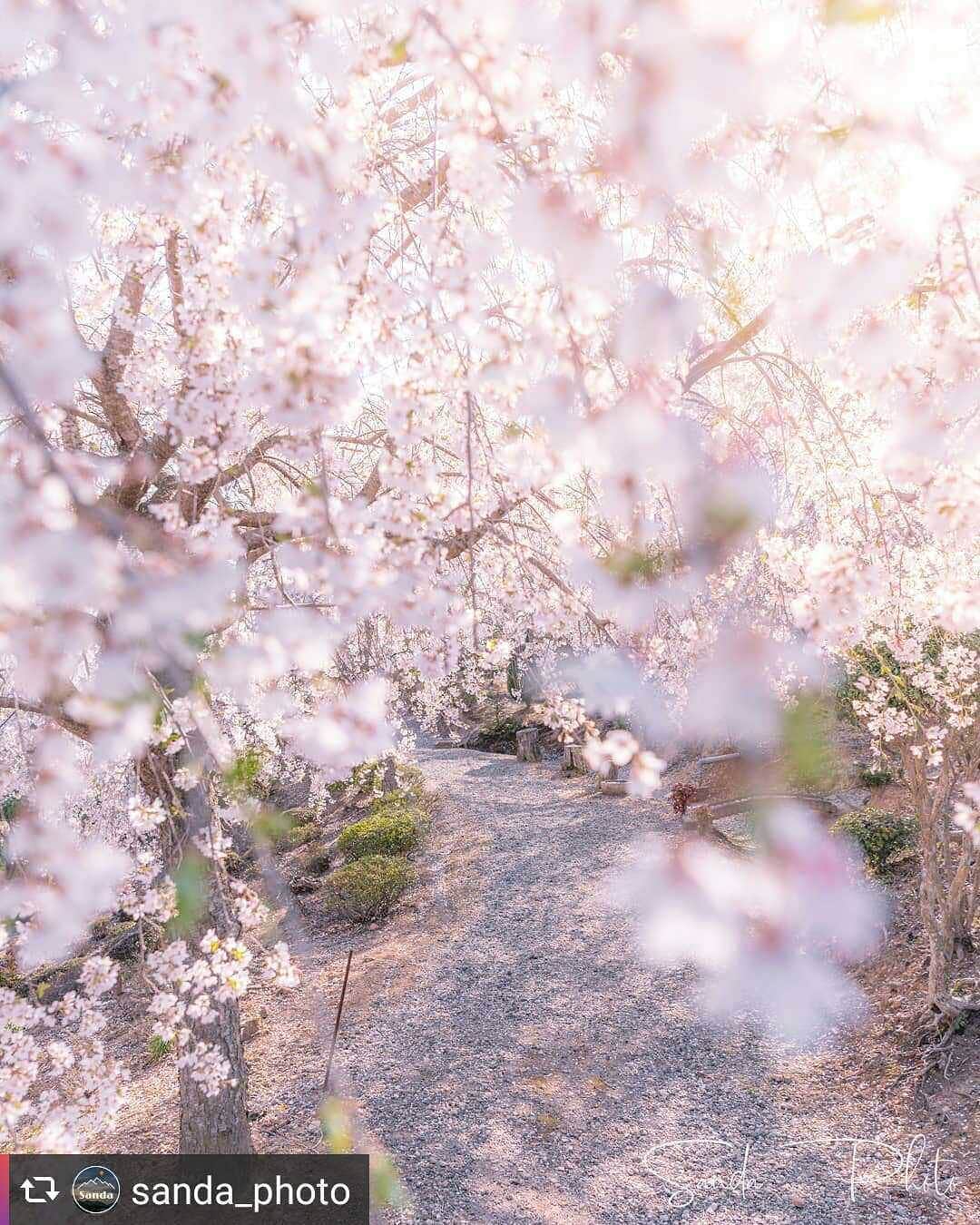 のインスタグラム：「兵庫県公式インスタグラム『love_hyogo』です。  love_hyogoでは皆さんが#lovehyogo のハッシュタグを付けて投稿していただいた写真を紹介をさせていただきます。 新型コロナウイルスの影響で外出自粛要請が出ておりますので、お写真でお楽しみ下さい💕  本日のピックアップは @sanda_photo さんのお写真です👑 ハッシュタグをつけての投稿ありがとうございます🙏  写真は三田市の枝垂れ桜です📷✨ 画面いっぱいに春色が広がり、とても幸せな気持ちになれる素敵な光景ですね✨🌸🌸🌸✨ 桜が満開の季節…。 日本人にとっては並々ならぬ思いのある桜を思う存分に楽しむことができないですね…😭💦 とても残念ですが感染拡大防止のためには、仕方ない!! せめて、love_hyogoを通じてですが、皆様の手元にこの春の景色を届けていきたいと思います💕  兵庫にまつわる投稿は#lovehyogo のハッシュタグをお願いします👈  #兵庫県#兵庫#lovehyogo#love_hyogo#photooftheday#followme#三田市 #枝垂れ桜 #春色#春の景色#自慢したい兵庫の景色」
