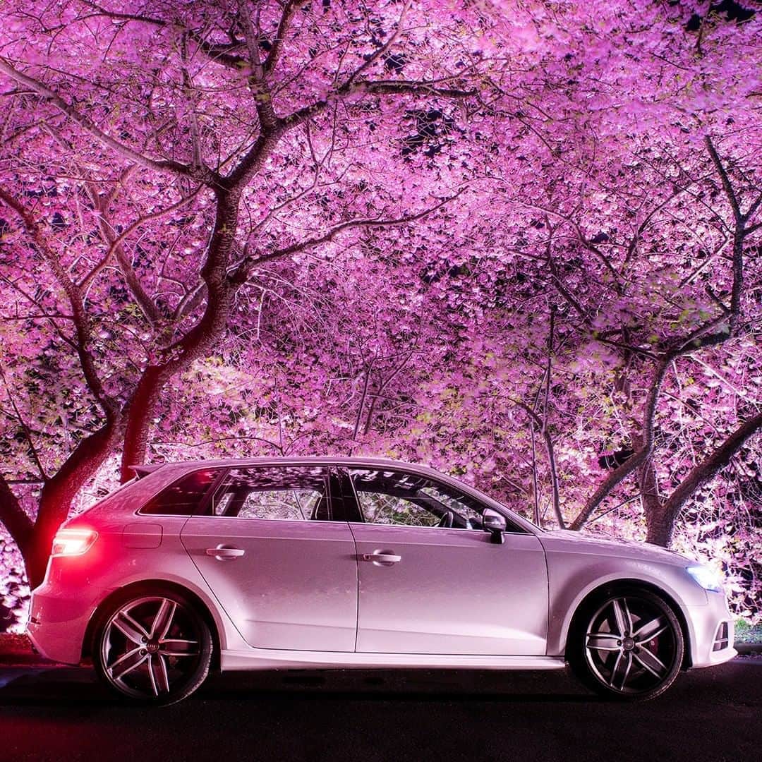 Audi Japan Sales / アウディジャパン販売さんのインスタグラム写真 - (Audi Japan Sales / アウディジャパン販売Instagram)「Keep distance, stay together. 次の春は、満開を背に心安らぐドライブへ。  現在 #AJS では新型コロナウイルスについての対応情報を随時更新中です。詳細はトップページリンクから。 @audi.japan.sales  #keepdistance #staytogether #audi #S3 #sportback #myaudi #audistyle #car #アウディ #桜 #夜桜 #車 #愛車 #外車 #ドイツ車 #車好き #車好きな人と繋がりたい #アウディ女子 #車好き男子」4月9日 18時00分 - audi.japan.sales