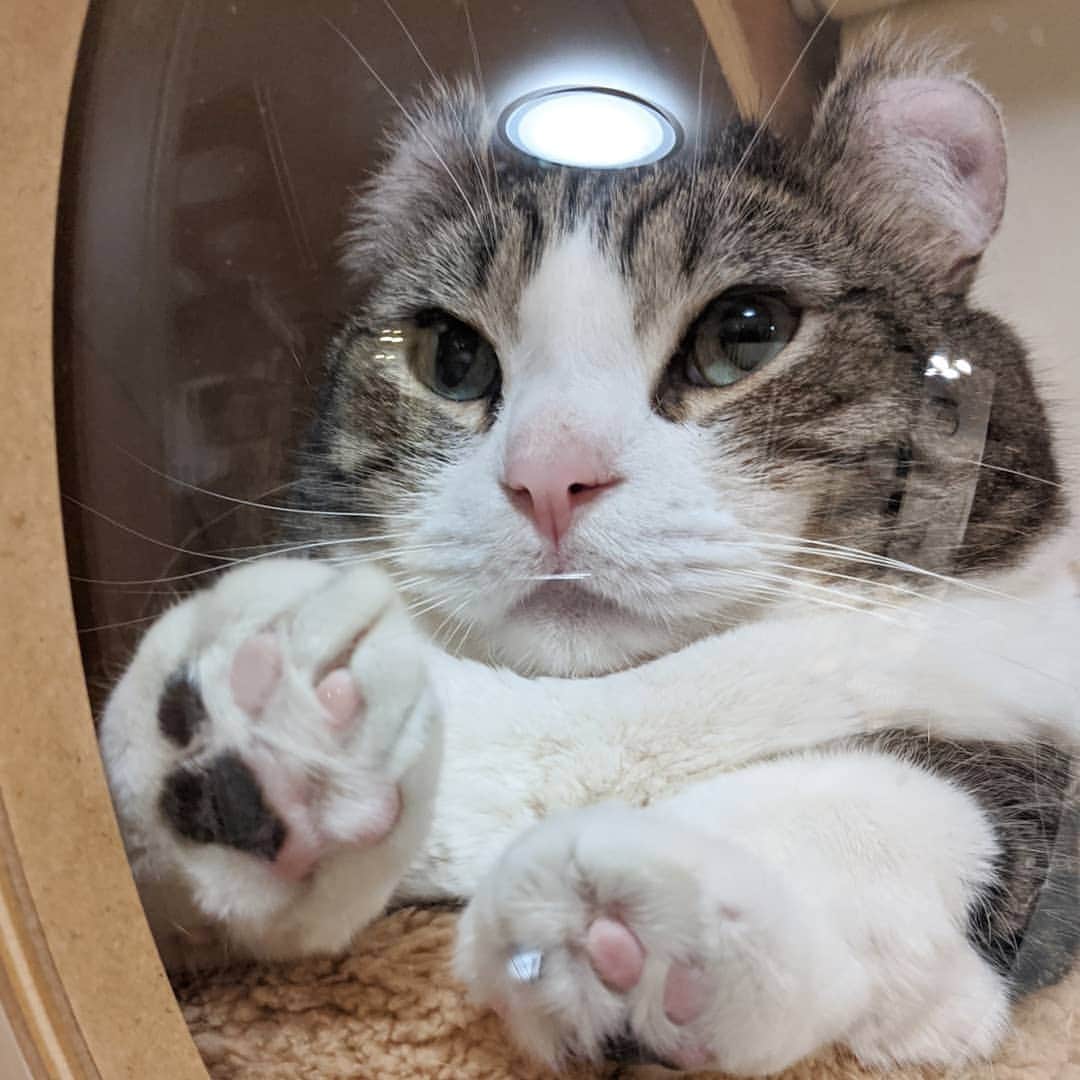 スノーのインスタグラム：「A sleepy baby and his #jellybeans • #stayhome #staysafe  #catsofinstagram #cats_of_instagram #catstagram #meowed #cat #cats #kucing #gato #chat #catloversclub #catlover #9gag #weeklyfluff #pleasantcats #kedi #katze #kawaii #neko #instagramjapan #고양이 #кот #แมว #猫 #猫バカ #ふわもこ部」