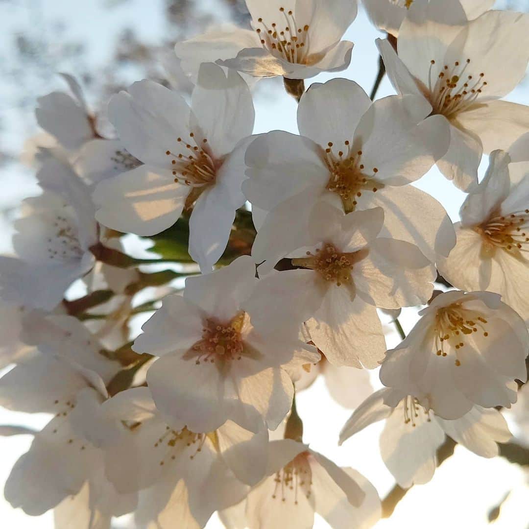 琵琶湖グランドホテル / 京近江さんのインスタグラム写真 - (琵琶湖グランドホテル / 京近江Instagram)「京都はもちろんの事、びわ湖大津にも桜の美しい風景がたくさんありますので、またいつかの好い春にぜひご覧にお越しくださいませ。 #桜 #さくら #桜の名所 #風景 #春 #ビワコイ #びわ湖大津 #滋賀 #京都 #旅行 #琵琶湖グランドホテル #京近江 #sakura #cherryblossom #landscape #spring #beautifulview #beautiful_kansai #gobiwako #hellootsu #shiga #kyoto #japan #travel #biwakograndhotel #kyooumi @biwakograndhotel_kyooumi」4月9日 18時09分 - biwakograndhotel_kyooumi