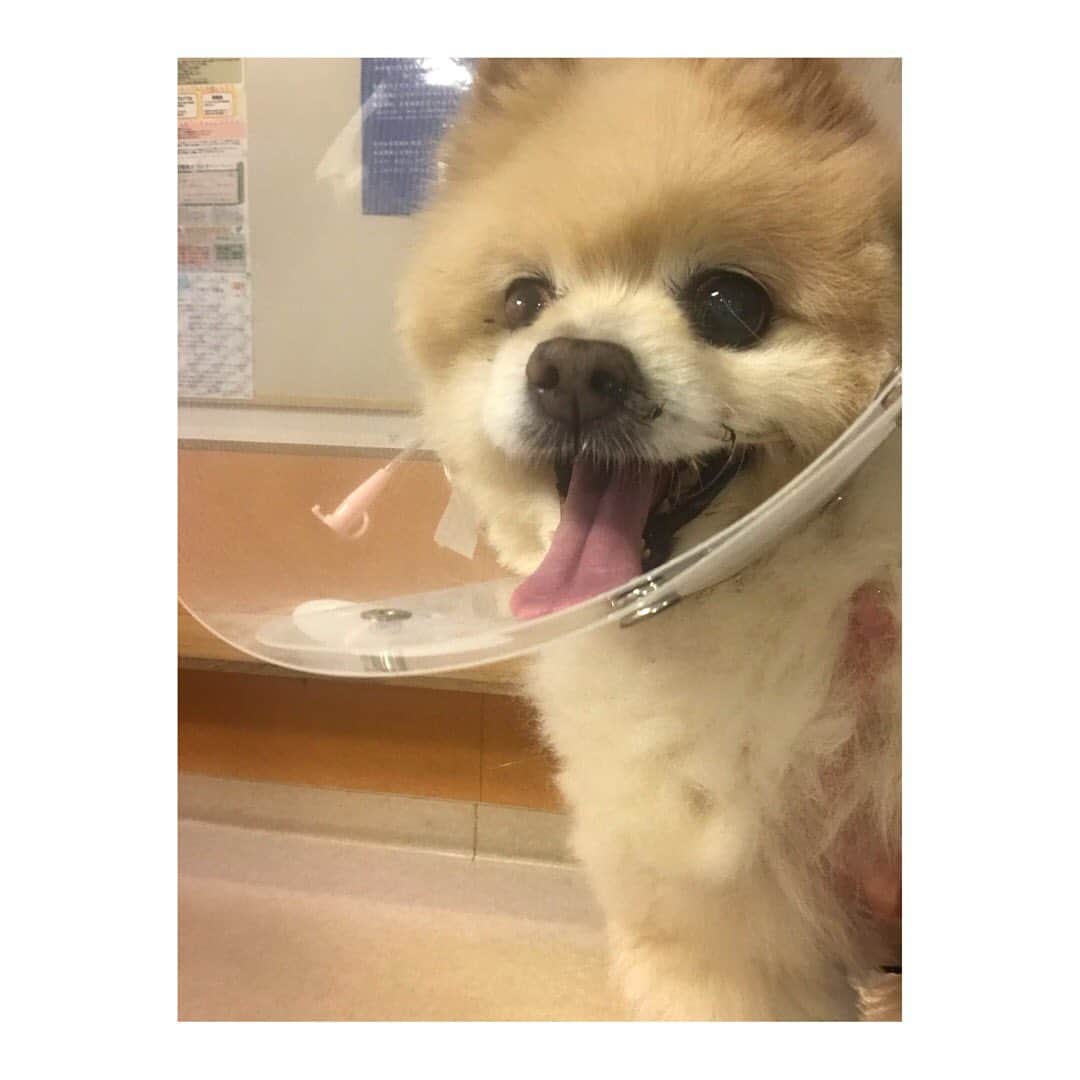 中村果生莉さんのインスタグラム写真 - (中村果生莉Instagram)「🐶 . . ＊不要不急の外出自粛中のマリンくん13歳(チワワ) 暇そう。笑 . . ＊治療のため嫌でも毎日病院に行かなきゃいけない長女のトゥインクルちゃん15歳(ポメラニアン) 辛そう。泣 . . トゥインクルは大好きだった食事を全く食べなくなり、どんどん体重が落ちてきたので遂に鼻から胃まで管を通されて、毎日薬と流動食で生活中。 . . 嫌だから足とクシャミで外そうと頑張って何度も外すので鼻と顔、縫われてます(>_<) . . おうちのワンコさんも闘っている！！ . . #犬 #チワワ #ポメラニアン #トゥインクル #マリン #コロナに負けるな」4月9日 18時23分 - kaori.nakamura_0226