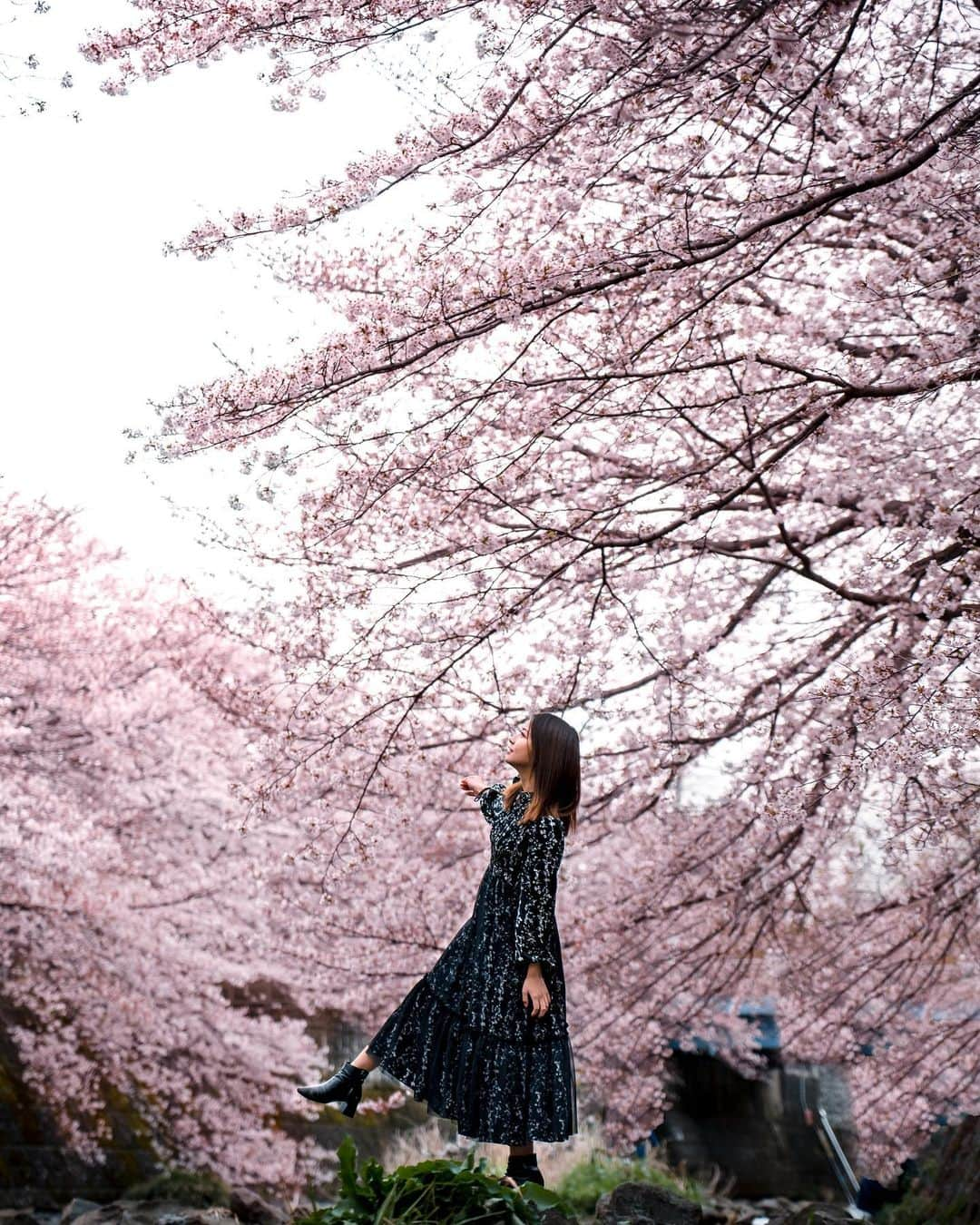 松山さやかのインスタグラム：「みんな今年は桜見れましたか？🌸 📸 @h1loki  #portraitstream #japandailies #tokyocameraclub #doports #wondersofnippon #portraitmood #japanfeatured #portrait_trends #tokyoartsandculture」