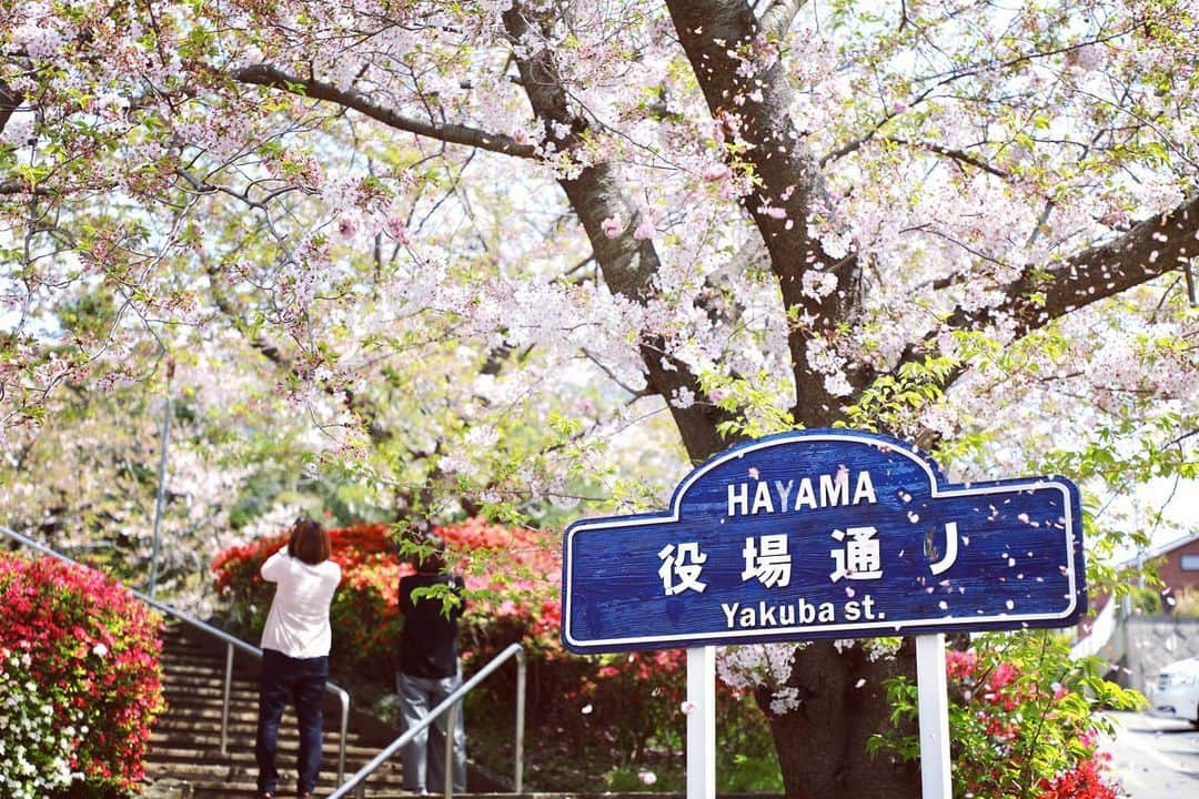 葉山町さんのインスタグラム写真 - (葉山町Instagram)「- 長咲の桜をお届け！  #葉山歩き #葉山 #hayama #japan #japantrip #桜 #さくら #葉桜 #cherryblossom  #役場 #花の木公園 #今年の桜は #いつもより長咲き？ #桜の次はつつじをお届け予定！ #おうち時間 #みんなはどうやって過ごしてる？ #楽しい過ごし方 #教えてね！ #手洗いうがい忘れずに  #今日もおつかれさまでした」4月9日 19時52分 - hayama_official