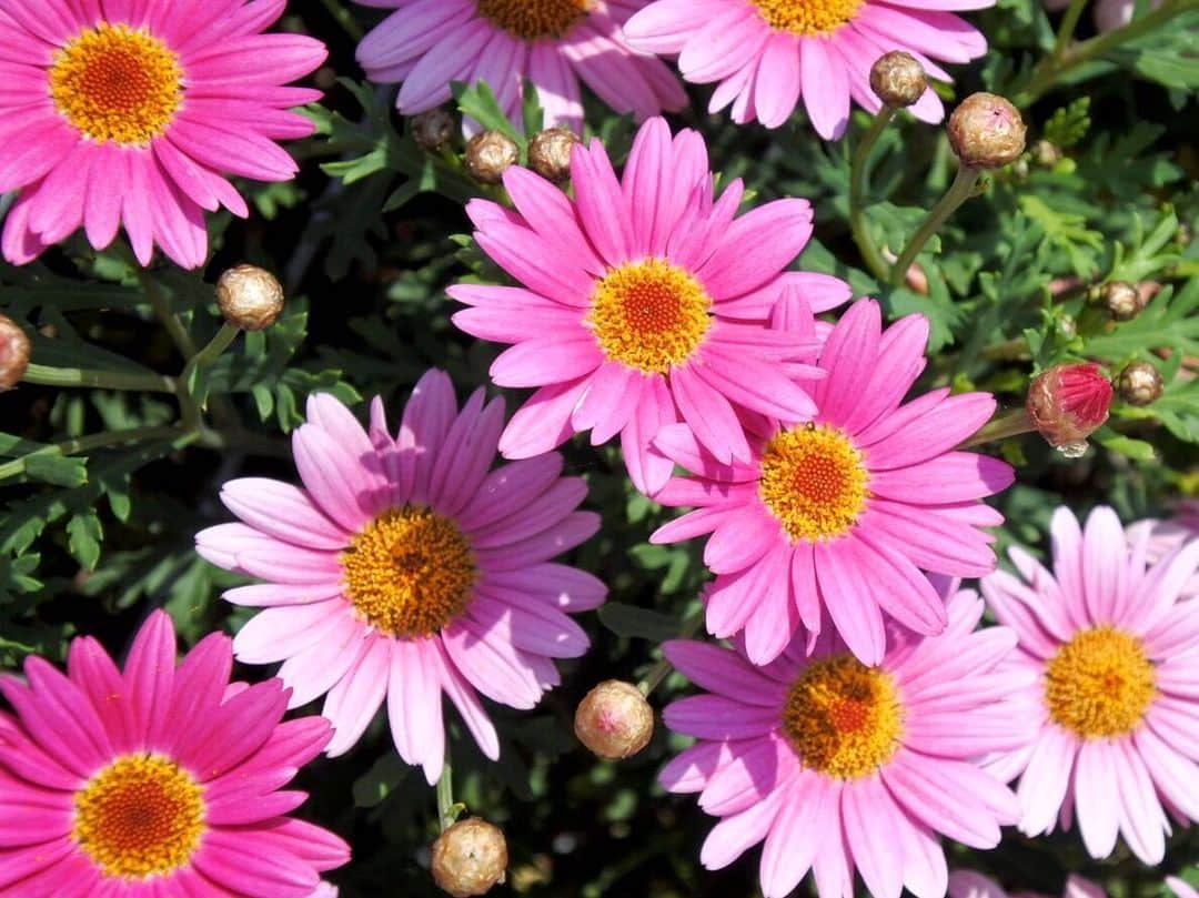 中山美香さんのインスタグラム写真 - (中山美香Instagram)「2020.4.9 . . . #花 #flower #fleur #pink」4月9日 19時54分 - mika5nakayama