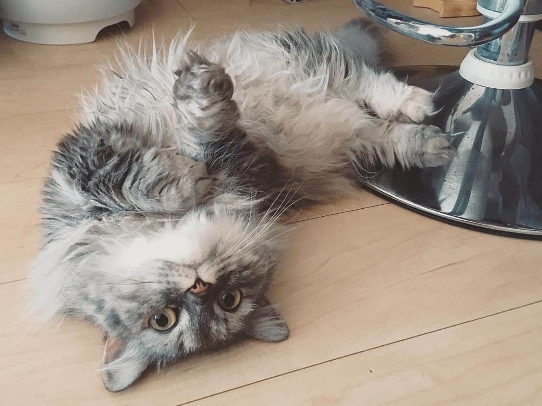 藤原ゆかのインスタグラム：「「遊んで遊んで」のうごき🍭 #munchkin #マンチカン短足」