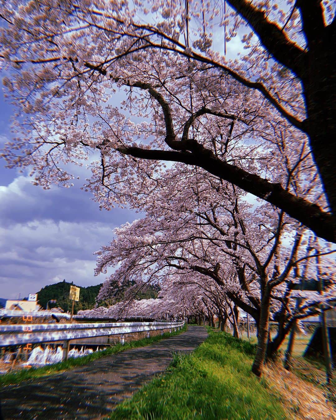 瀬川アニータのインスタグラム：「we drove through rural Nara to find a secluded spot to eat our bentos under Sakura trees🌸 (for some reason there were tons of furriers and tanner shops nearby..) #sakura #japan #kyoto #桜」