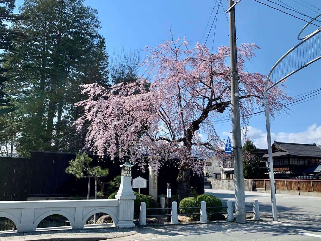 やまがた長井観光局さんのインスタグラム写真 - (やまがた長井観光局Instagram)「🌸 🌸桜情報🌸 遠出も控えらざるをえないこの頃・・・。 そんな皆様に少しでも季節を感じていただけるよう、桜の写真をお届けします！ 🌸撞木川のしだれ桜・・・もうすぐ満開? 撞木橋のそば、摂取院さんへ続く道のすぐそばにあります。 非常に大きく立派なしだれ桜が道を覆うように広がります🌸  今後も市内の桜の名所をお写真とともに紹介します🌸 あの桜は咲いてる？など要望やリクエストもお待ちしてます👍  #山形 #おきたま #長井市 #長井旅 #ながいたび #東洋のアルカディア #やまがたアルカディア観光局⁣ ⁣⠀⁣⠀⁣⠀⁠ #さくら #最上川堤防千本桜 #花見 #桜スポット #伊佐沢の久保桜 ⁠ #yamagata #nagai #travel #cherryblossom #like4like⁣⠀」4月9日 20時20分 - nagai_kankou