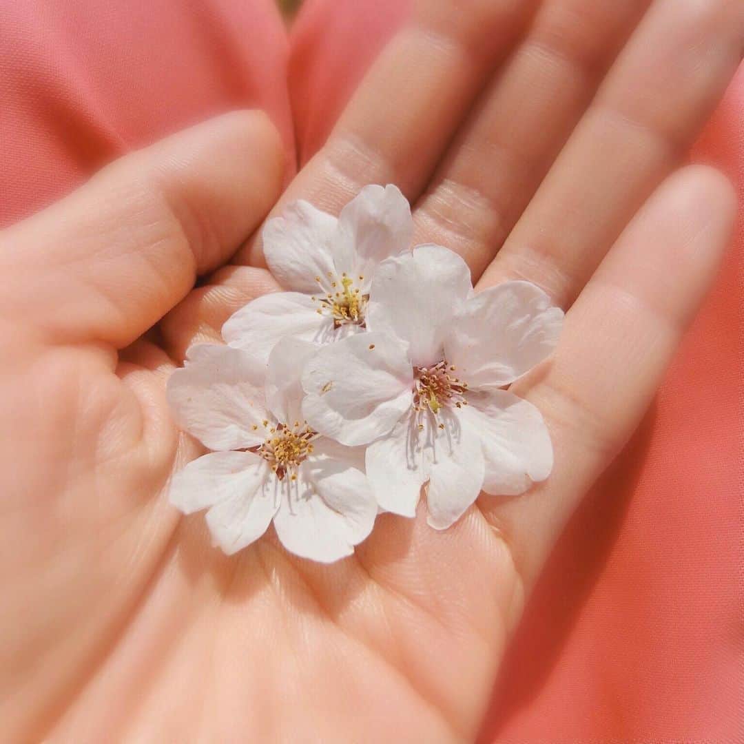 的場絢香さんのインスタグラム写真 - (的場絢香Instagram)「*﻿ ﻿ 桜見られて浮かれるわたし☺︎﻿ ﻿ 実家から徒歩17秒ほどの公園で。﻿ 満開の桜が嬉しくって、﻿ 思わず落ちてた桜を…🌸🌸笑﻿ ﻿ ちょっとの時間だったけど﻿ 春の香り感じられました♡﻿ ﻿ *﻿ ﻿ 正しい情報を知って行動するために、﻿ 京都大学の山中伸弥教授による﻿ 新型コロナウイルスに関する﻿ 情報発信サイトを見ています。﻿ わたしでもわかるくらい、←﻿ わかりやすくまとめられています。﻿ ﻿ "新型コロナウイルスとの闘いは﻿ 1年は続く可能性のある長いマラソンです。"﻿ "桜は来年も必ず帰ってきます。﻿ もし人の命が奪われたら、二度と帰ってきません。"﻿ ﻿ 山中教授の言葉、響きます。﻿ 1日も早く平穏な日々が戻ることを﻿ 心から祈ってます🙏🏻﻿ ﻿」4月9日 20時21分 - ayaka_matoba