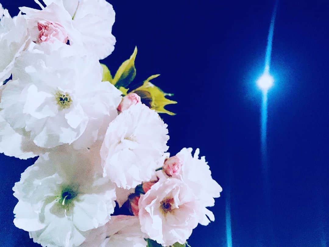 福田典子さんのインスタグラム写真 - (福田典子Instagram)「🌸🌝🌸」4月9日 20時56分 - norikofukuda212