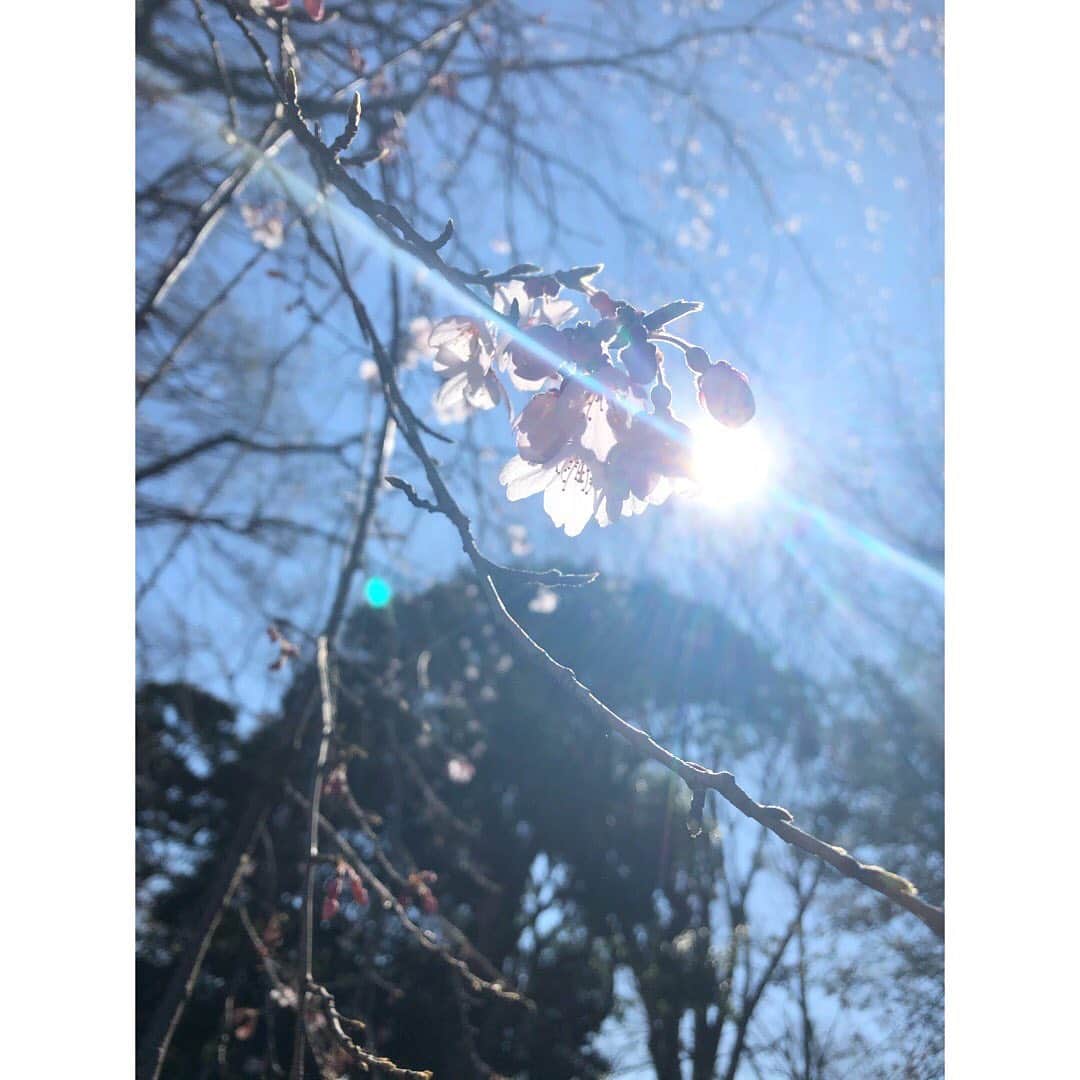 真下玲奈さんのインスタグラム写真 - (真下玲奈Instagram)「桜が散っていた。 また、会いに来てね。」4月9日 20時50分 - r.mashitaaa.221
