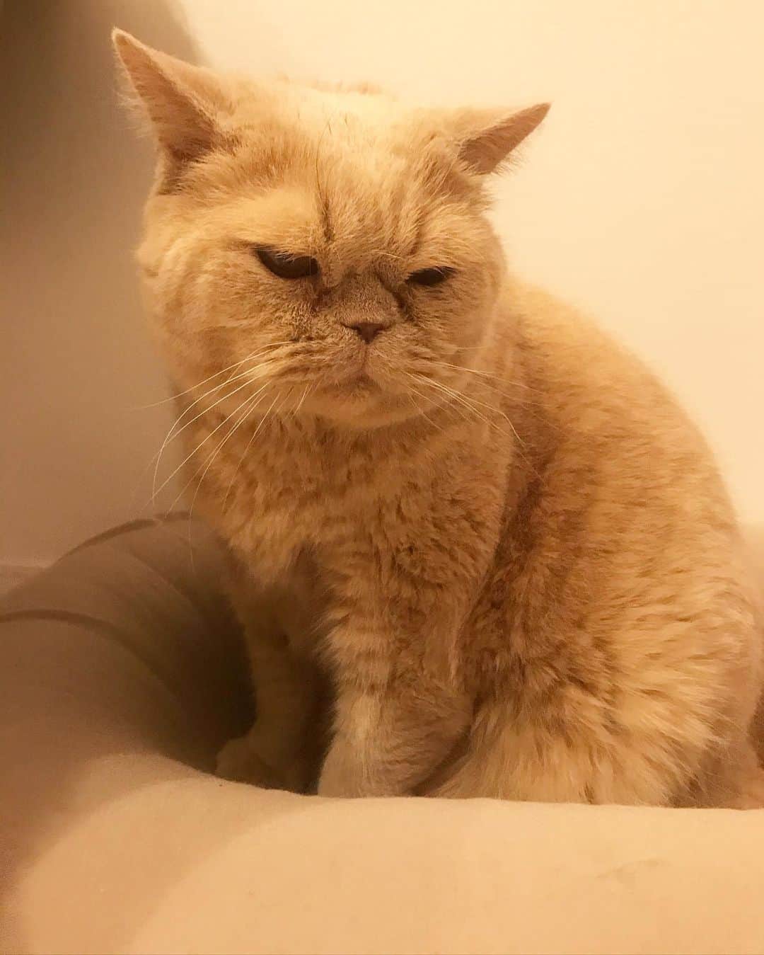 濱中鮎子のインスタグラム：「癒しの神でございます。  #cat #ネコ #小心者の親分 #チャイ坊 #チャイ #chai #britishshorthair #ブリティッシュショートヘア #クラッシュフェイス #ぶチャイく #愛の交歓」