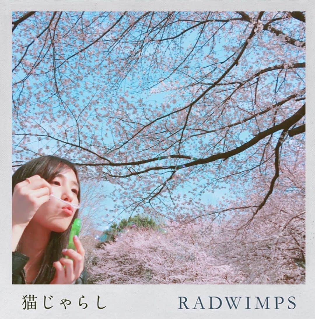 のインスタグラム：「・ 一昨年のお花見🌸 ・ ・  #RADWIMPS #RADnekojarashi  #猫じゃらし」