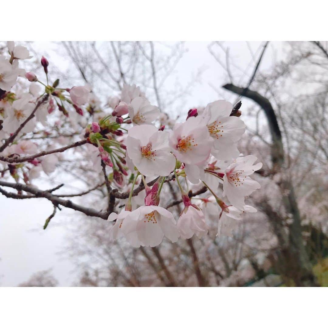 白井美沙紀さんのインスタグラム写真 - (白井美沙紀Instagram)「. . 時差投稿🌸 ちょっと前にアリーナの裏で プチお花見🍕 誰もいない場所で 八分咲きの桜の下 シャボン玉しました（笑） 早くみんなが普通に過ごせる 毎日が来ますように…🙏 . . #普通に過ごせる毎日 #って幸せなことだと #日々実感するよね」4月9日 21時12分 - misaki.shirai