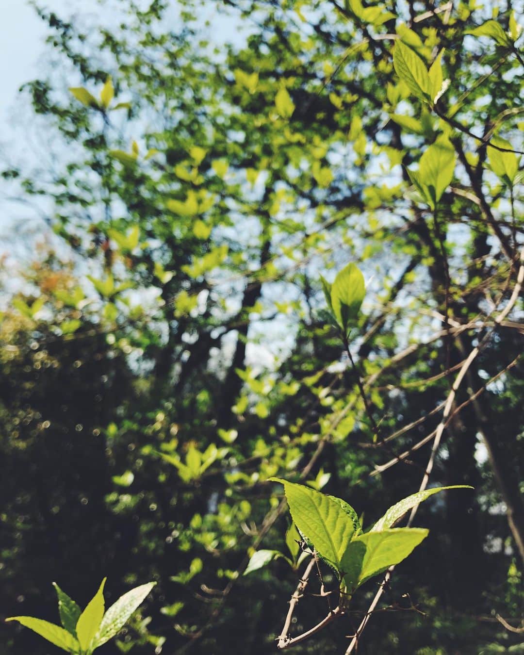 尾形沙耶香さんのインスタグラム写真 - (尾形沙耶香Instagram)「#hellospring 🌸  #2週間健診👶」4月9日 21時24分 - sayakaogata