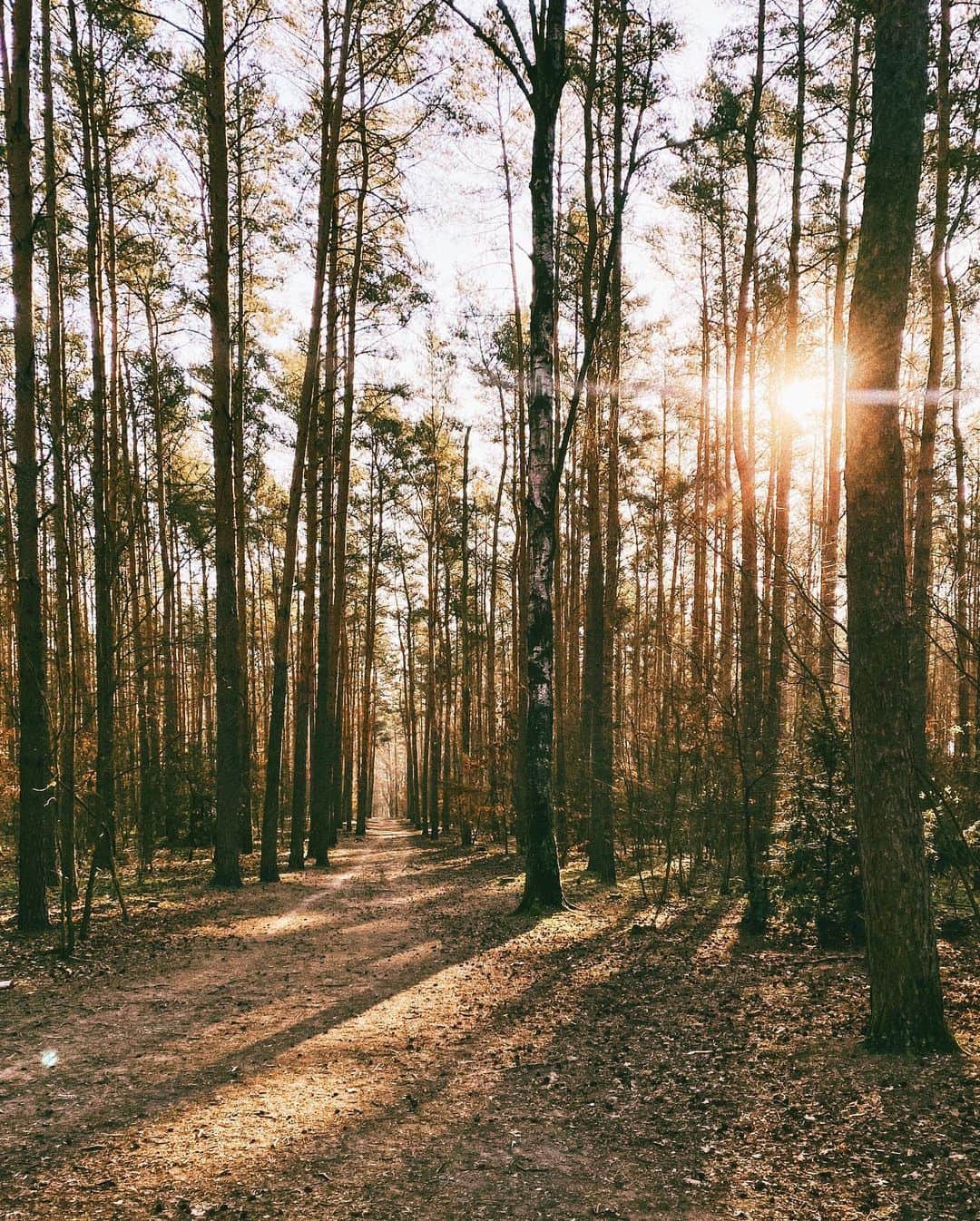 STIL IN BERLINのインスタグラム：「Hanging out with trees is my favorite type of meditation. And some people asked me where to go for some forest therapy - so here’re my inner city tips. Of course, all of them are busier than usual now, so my advice is to go really early. . 🌳 West 🌳 Grunewald all the way, it’s very big and very forest and has multiple lakes. You can take the train to Schlachtensee or the M29 to Roseneck and just keep walking. The area around Grunewaldsee is a dog park so it can get very busy and very cutesy. . 🌲 North 🌲 Jungfernheide - the forest north of airport TXL, not the park, you can reach it via U8. Fun fact: you can meet 🐗 there, so better don’t go too early... or too late. And it’s also a dog park 🐕! 🍃 East 🍃 Königsheide - not sure how you get their with public transport, but it’s a huge forest with very sandy grounds and a lot of pines so on sunny days it’s almost like Italy. .  Unfortunately I’m lacking a tip for the South that’s still inside city borders, can someone help?」