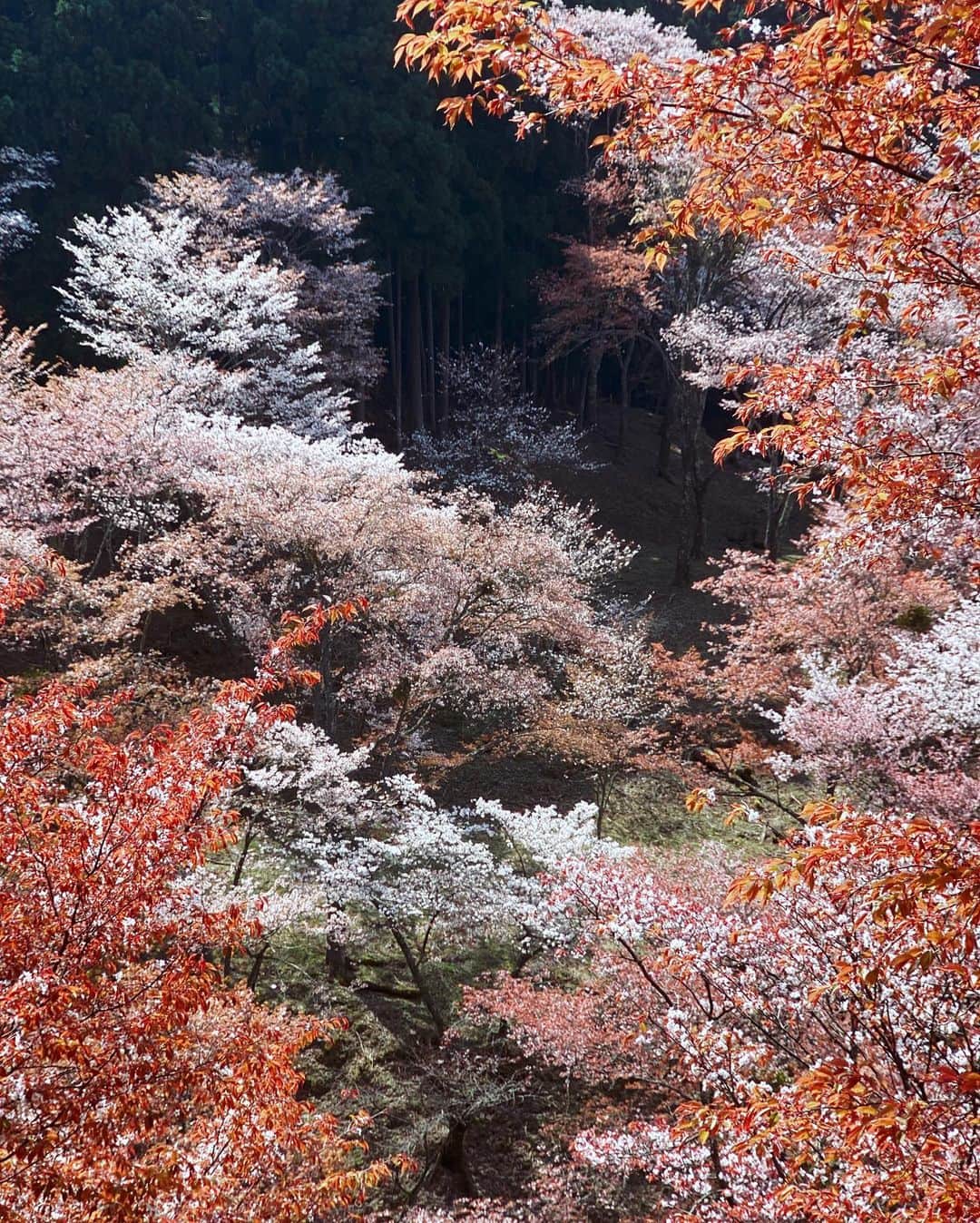Koichiさんのインスタグラム写真 - (KoichiInstagram)「| Shangri-La . . #BeautifulJapan #Hellofrom #Nara . #ShotOniPhone . 吉野山の桜は山桜なので、花と葉芽が同時に開きます。微妙に違う桜色が山全体を染める春の吉野山。ここは歩いてみてこそ、その良さが分かります。是非来年！ .」4月9日 22時04分 - koichi1717