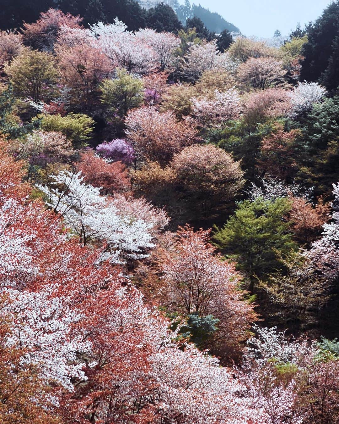 Koichiさんのインスタグラム写真 - (KoichiInstagram)「| Shangri-La . . #BeautifulJapan #Hellofrom #Nara . #ShotOniPhone . 吉野山の桜は山桜なので、花と葉芽が同時に開きます。微妙に違う桜色が山全体を染める春の吉野山。ここは歩いてみてこそ、その良さが分かります。是非来年！ .」4月9日 22時04分 - koichi1717