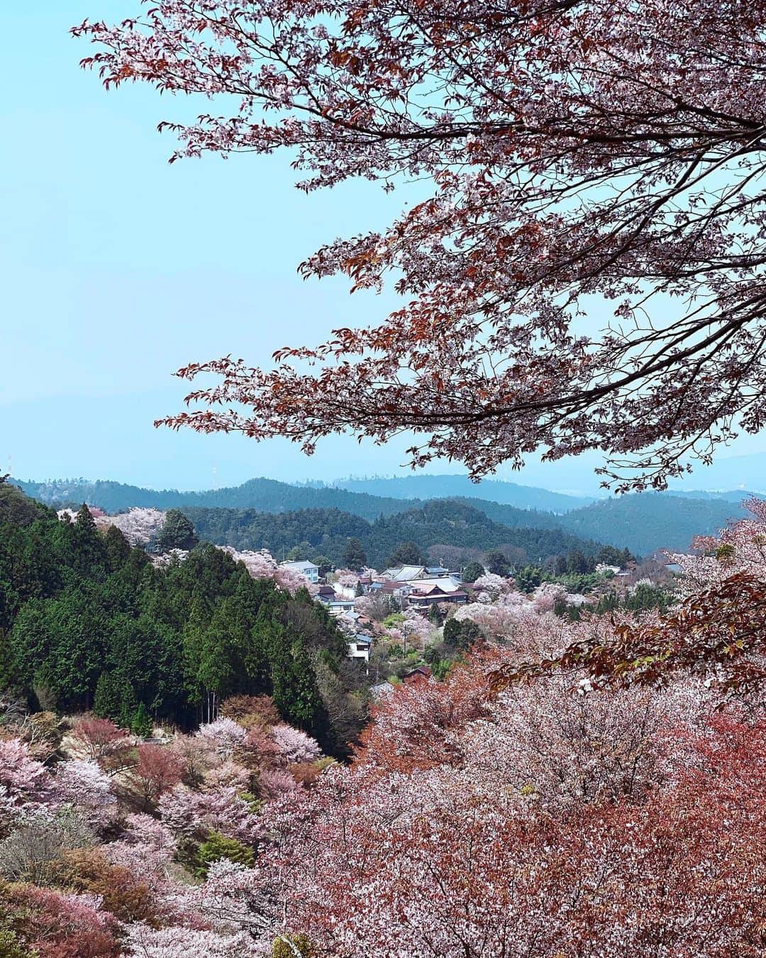 Koichiのインスタグラム：「| Shangri-La . . #BeautifulJapan #Hellofrom #Nara . #ShotOniPhone . 吉野山の桜は山桜なので、花と葉芽が同時に開きます。微妙に違う桜色が山全体を染める春の吉野山。ここは歩いてみてこそ、その良さが分かります。是非来年！ .」