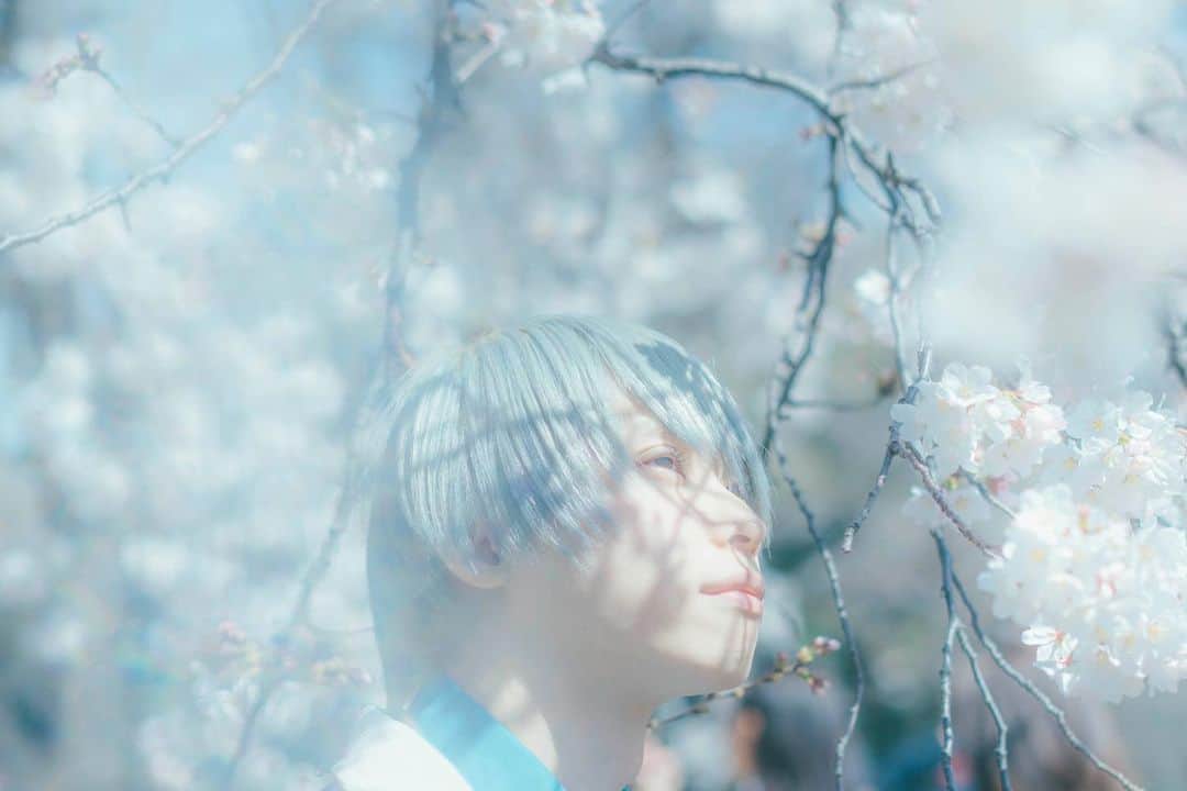 キクチユウジのインスタグラム：「今年は桜の写真が撮れた。ギャラリーにちゃんと残しておきます」