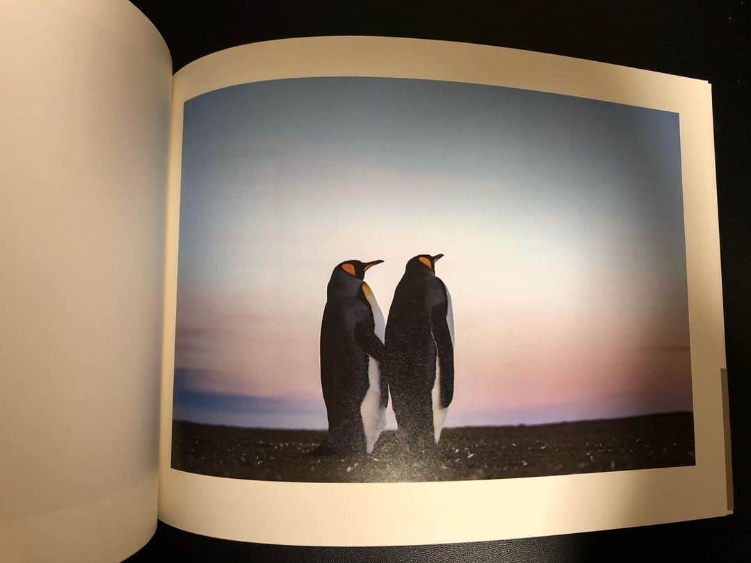 田中幸恵さんのインスタグラム写真 - (田中幸恵Instagram)「____ . 保存するはずが消しちゃったのでもう一回。 . 最近のおうち時間の過ごし方 . お気に入りの写真集や本を読んでいます . 中でもお気に入りなのが 岡田裕介さん（　@yusukeeokada  さん）の　 今日もペンギン . それまでは水族館で見る、ただただ可愛いって言ったらアレだけど笑、そんなイメージだったペンギン . この写真集に出合って、岡田さんの写真を目にして、それまでのイメージを覆されました . 荒れ狂う海の中、小さな体で家族のために荒波に向かって飛び込む姿や、 そっと寄り添い合う姿。 . あったかくなったり、前向きになれたり、 何とも言えない気持ちをたくさんもらいました。 . 大自然の中でたくましく生きてるペンギンってカッコいい！ . . 誰も予想だにしなかった事態になってしまったけど、こんな時こそ、パワー充電、ステキな写真に触れて前向きに楽しく過ごせたらな、、と。 . ペンギンさん　🐧笑 岡田さん ありがとうございます😊 . ほんと、オススメです✨ . #今日もペンギン  #岡田裕介さん　#本のコト　#stayhome」4月9日 22時16分 - yukie__tanaka