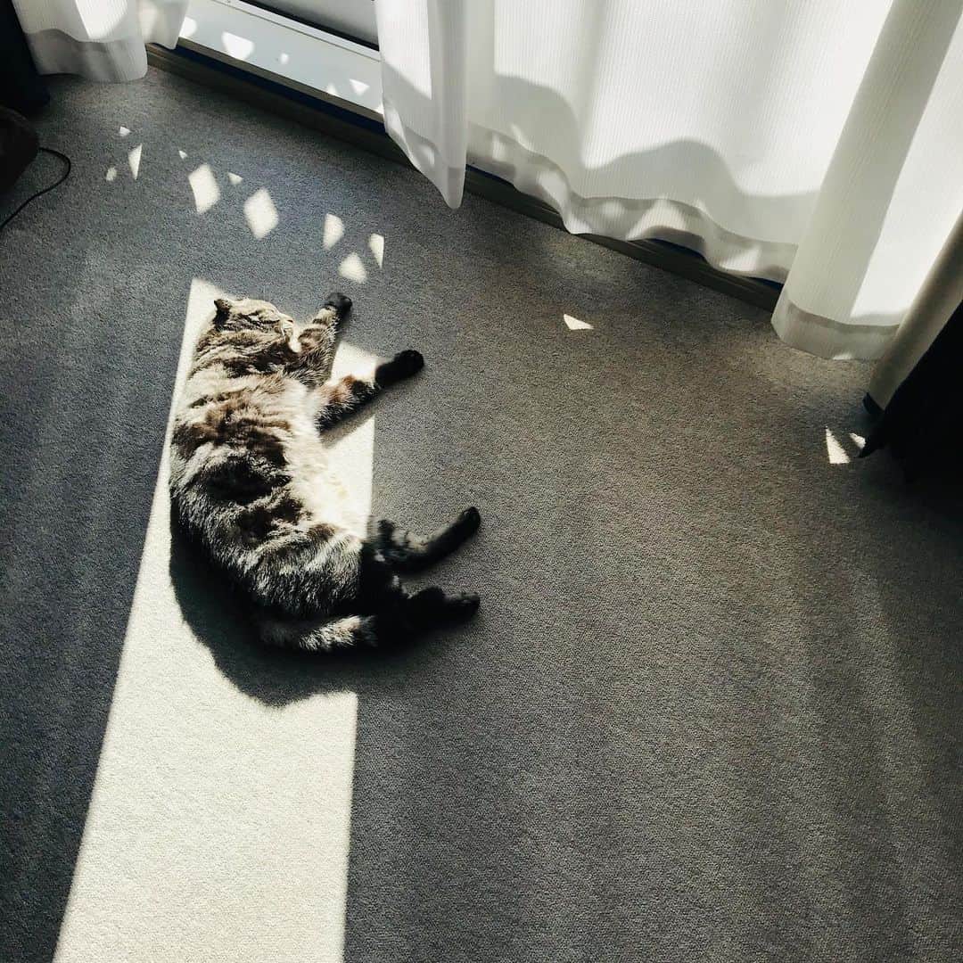 弘田佳孝のインスタグラム：「Stay Home #cat #catstagram #instacat #ねこ」