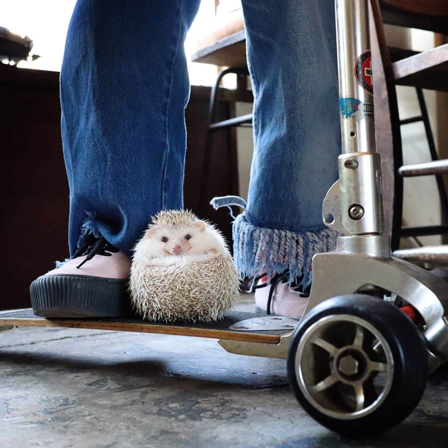 ダーシーのインスタグラム：「Chopin 3/24/2019 with @pizzatoru 🦔🛹✨🐒💨 ・ ・ ・ 最近は未公開写真を掘り出して投稿しています📸 見返すの楽しい😌🦔✨」