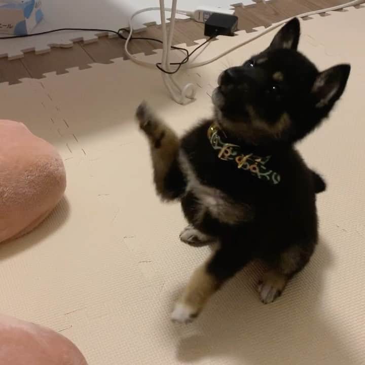 環奈（長沢菜々香の飼い犬）のインスタグラム：「お手空振り🤏🏻 お手って言ってないのに、手を出してくる。 おすわりからの流れになってるなあ🙂 . . . .  #豆柴#柴犬#日本犬#黒柴#黒豆柴#まめしば#しばいぬ#しば#しばすたぐらむ #こいぬ #柴  #ここ柴部#柴子犬 #shibalove #mameshiba #kuroshiba #shibainu #shiba #shibadog #shibastagram #shibastyle」