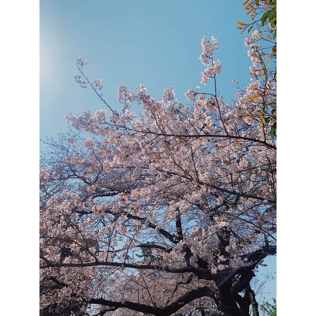 大坪はるらさんのインスタグラム写真 - (大坪はるらInstagram)「満開の日の桜を。🌸 通勤中に見つけて直ぐに写真を撮った。🤍 少しでも気分が晴れるように携帯の待ち受けにしてます 好きなお花は沢山あるけど 桜はやっぱり特別好き♡ お気に入りの写真を共有します🧡✨ #桜」4月9日 22時44分 - harurappy_1211