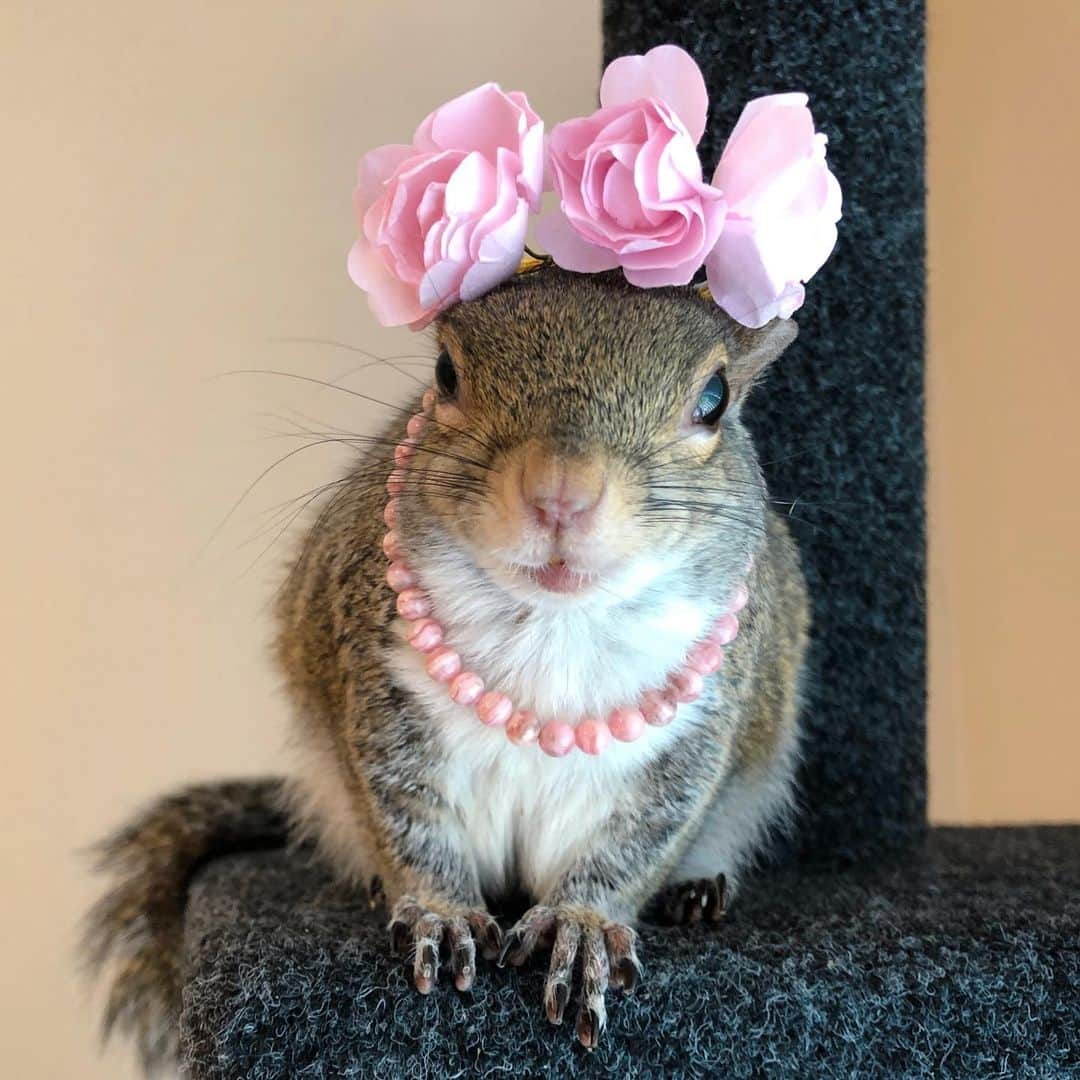 Jillさんのインスタグラム写真 - (JillInstagram)「Dress-up and chill. ⁣ ⁣ 🌸 Crown @christine_savella ⁣ 💖Rhodochrosite bracelet by @mymetaphysicalmaven⁣ ⁣ 🎵 Metallica | Nothing Else Matters⁣ ⁣ ⁣ ⁣ ⁣ #petsquirrel #squirrel #squirrels #squirrellove #squirrellife #squirrelsofig #squirrelsofinstagram #easterngreysquirrel #easterngraysquirrel #ilovesquirrels #petsofinstagram #jillthesquirrel #thisgirlisasquirrel #playingdressup #dressup」4月10日 8時22分 - this_girl_is_a_squirrel