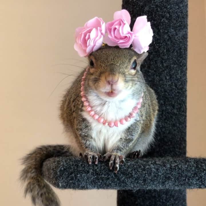 Jillのインスタグラム：「Dress-up and chill. ⁣ ⁣ 🌸 Crown @christine_savella ⁣ 💖Rhodochrosite bracelet by @mymetaphysicalmaven⁣ ⁣ 🎵 Metallica | Nothing Else Matters⁣ ⁣ ⁣ ⁣ ⁣ #petsquirrel #squirrel #squirrels #squirrellove #squirrellife #squirrelsofig #squirrelsofinstagram #easterngreysquirrel #easterngraysquirrel #ilovesquirrels #petsofinstagram #jillthesquirrel #thisgirlisasquirrel #playingdressup #dressup」