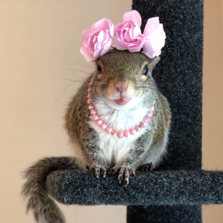 のインスタグラム：「Dress-up and chill. ⁣ ⁣ 🌸 Crown @christine_savella ⁣ 💖Rhodochrosite bracelet by @mymetaphysicalmaven⁣ ⁣ 🎵 Metallica | Nothing Else Matters⁣ ⁣ ⁣ ⁣ ⁣ #petsquirrel #squirrel #squirrels #squirrellove #squirrellife #squirrelsofig #squirrelsofinstagram #easterngreysquirrel #easterngraysquirrel #ilovesquirrels #petsofinstagram #jillthesquirrel #thisgirlisasquirrel #playingdressup #dressup」