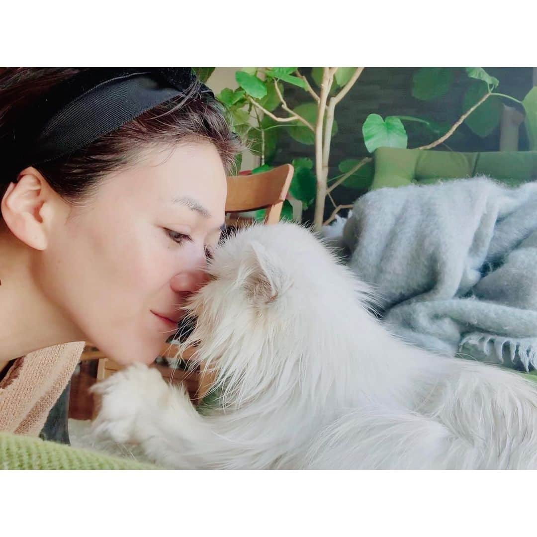 早坂香須子さんのインスタグラム写真 - (早坂香須子Instagram)「おはようございます😃  猫まわりのお掃除に長年使ってきたラシャトンの水の除菌・消臭スプレー。 @lachaton_cat  全く手も荒れないし、匂いもほとんどないので気に入ってましたが、凄い子でした。  100%ナチュラルで、99.9%除菌も消臭もする特許医療水。 効果を発揮した後はただの水にもどるから、排水も汚さない。ペットだけでなく、人間にも地球環境にも優しいなんて、嬉しいね🌏💕 ． ネコ科も感染？とのニュースもあるので、なこ様の周りを清める日々。  暖かくなると食中毒も心配なので キッチン周りでも活躍中♪  #ラシャトン #水の除菌消臭スプレー #次亜塩素酸水 #早坂おススメ」4月10日 8時33分 - kazukovalentine