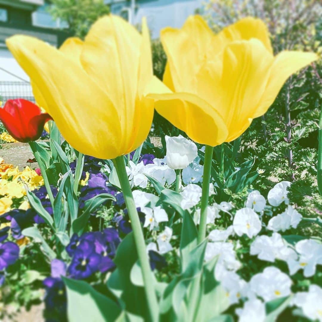 中野敬久さんのインスタグラム写真 - (中野敬久Instagram)「#flowers #twins #flowersoflife #yellow #tulips #hope」4月10日 8時52分 - hirohisanakano