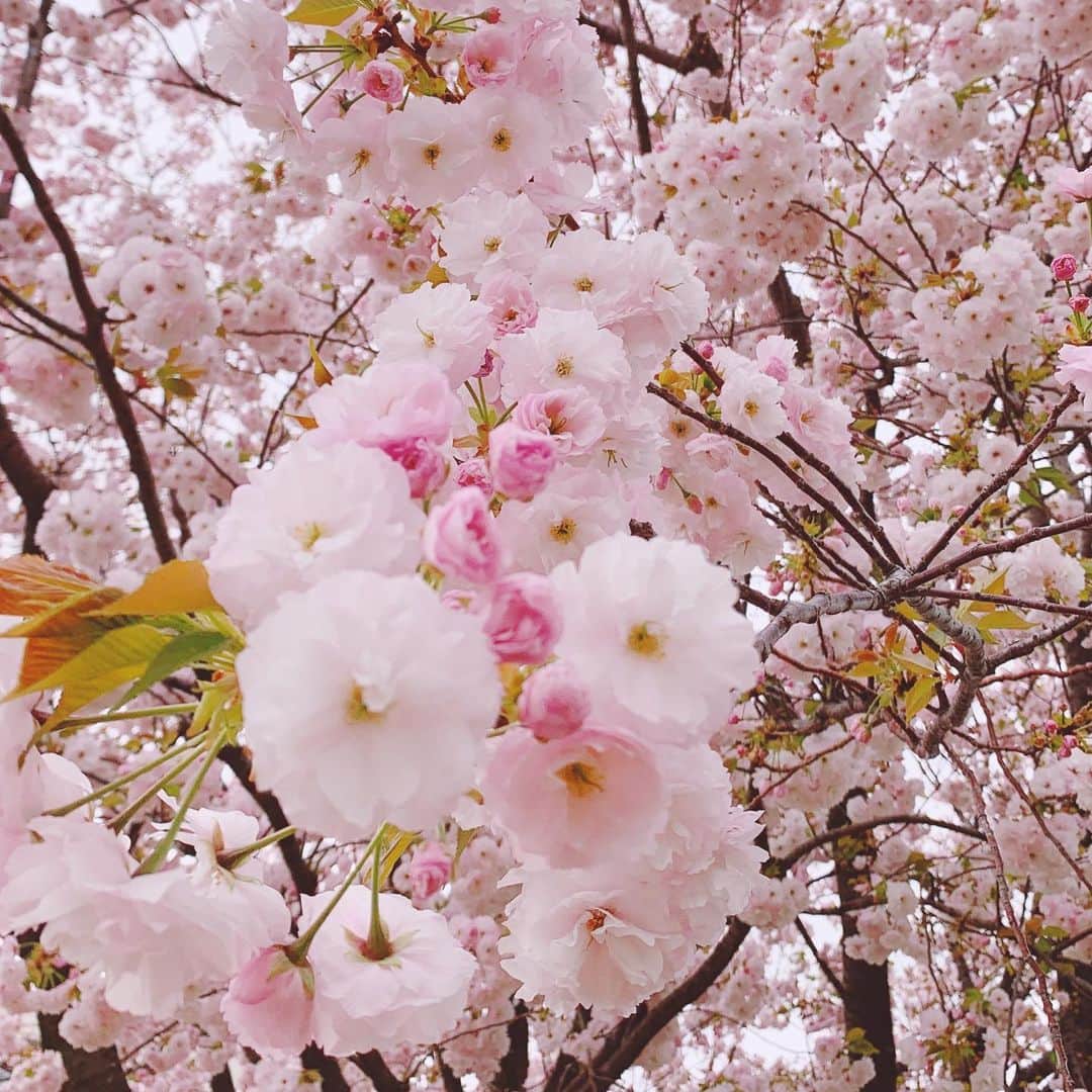 長澤佑香さんのインスタグラム写真 - (長澤佑香Instagram)「﻿ 🌸🌸🌸🌸🌸﻿ ﻿ #お散歩 #桜 #さくら #sakura #japan﻿ #cherryblossom #さくらピンク #桜2020﻿ #sakura2020 #切ない #コロナめ #お花見」4月10日 9時15分 - ykngsw