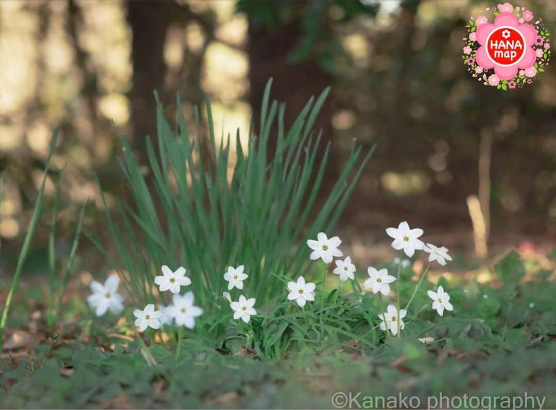 はなまっぷ❁日本の花風景のインスタグラム