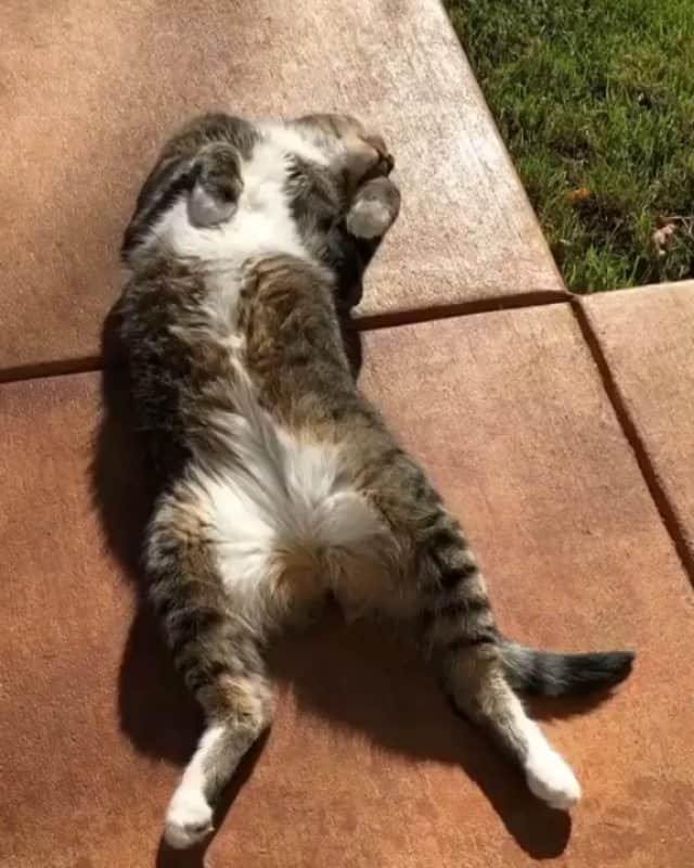 OUR FAVORITE CATSのインスタグラム：「Tag your friend 😊 From:@aarian_the_great」