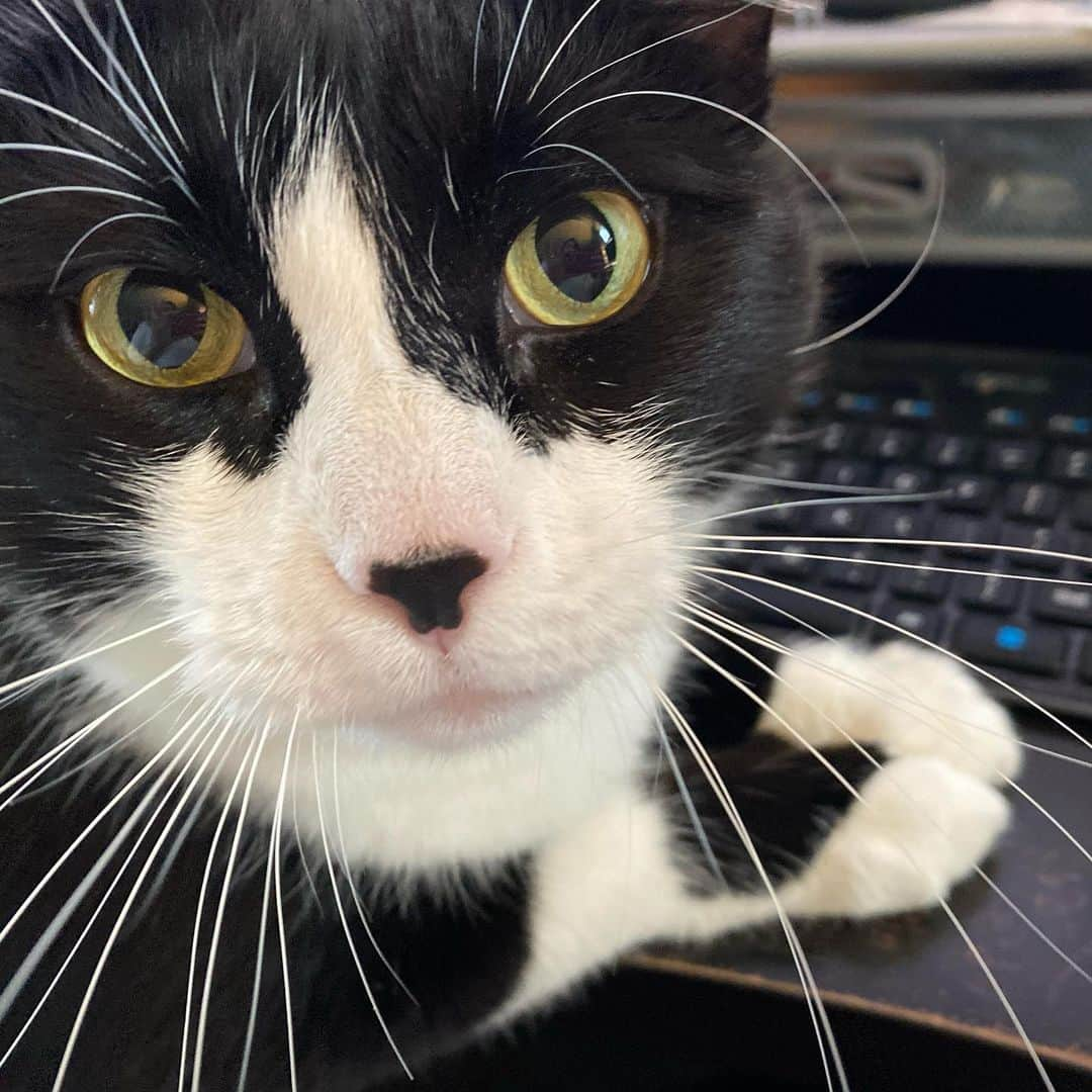 Tuxedo Cat Brosさんのインスタグラム写真 - (Tuxedo Cat BrosInstagram)「Kind of difficult to type with all these whiskers getting in my way... but at least my little helper is giving me kisses?! #workfromhomelife #tuxedocat」4月10日 1時10分 - tuxedotrio