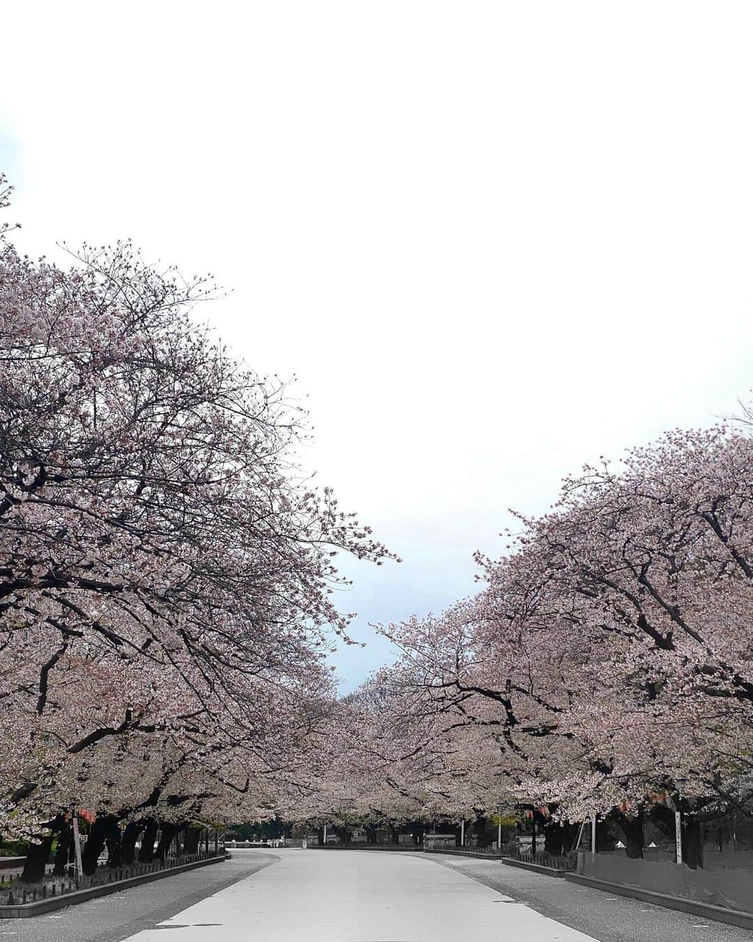 uoriのインスタグラム：「See you under the tree next year  Take care of yourself!」