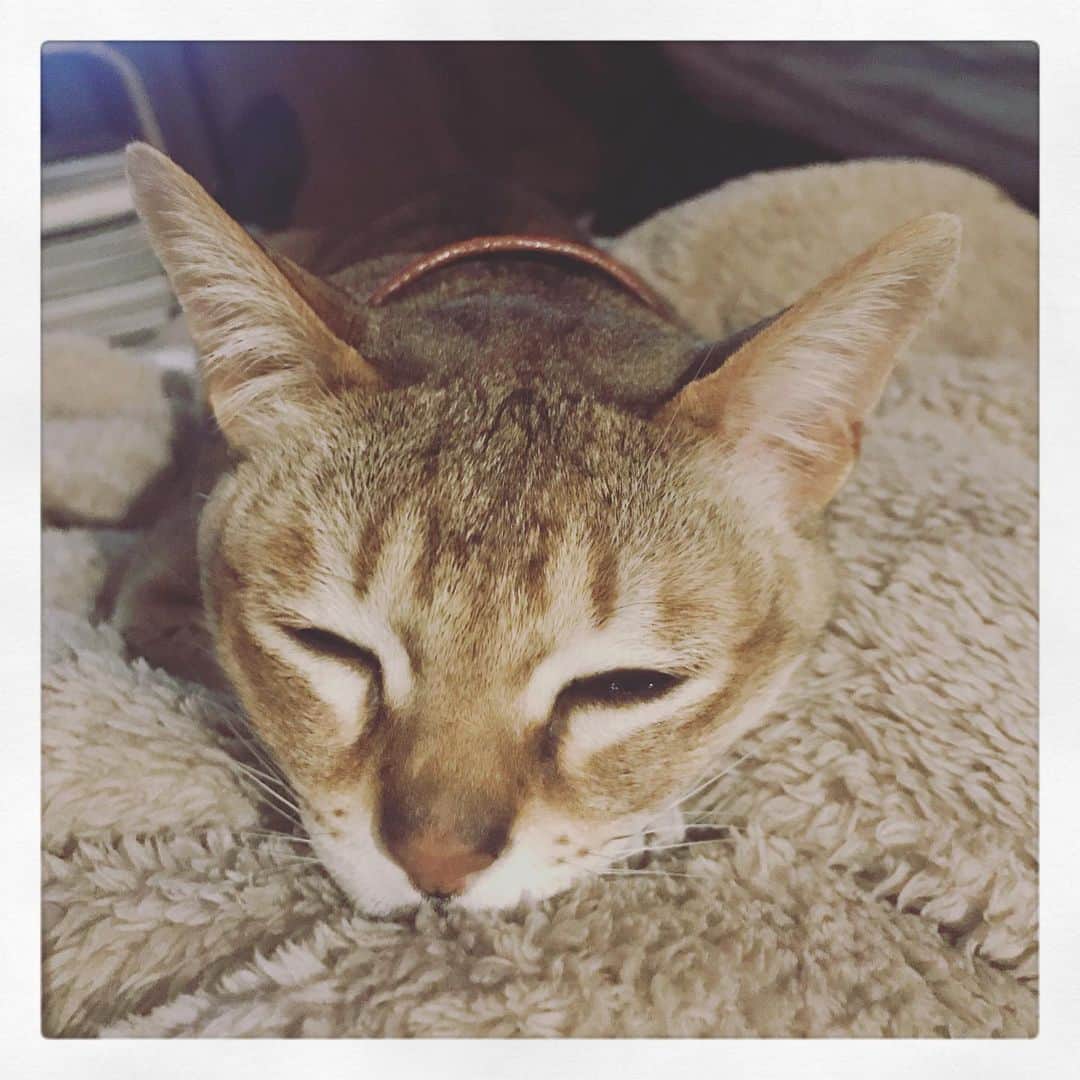 古谷恵さんのインスタグラム写真 - (古谷恵Instagram)「大豆氏の鼻をグーに突っ込む独特な寝方とその後の溶けた様。 #cat#猫#singapuracat#シンガプーラ#大豆#stayhome」4月10日 1時36分 - megumifuruya